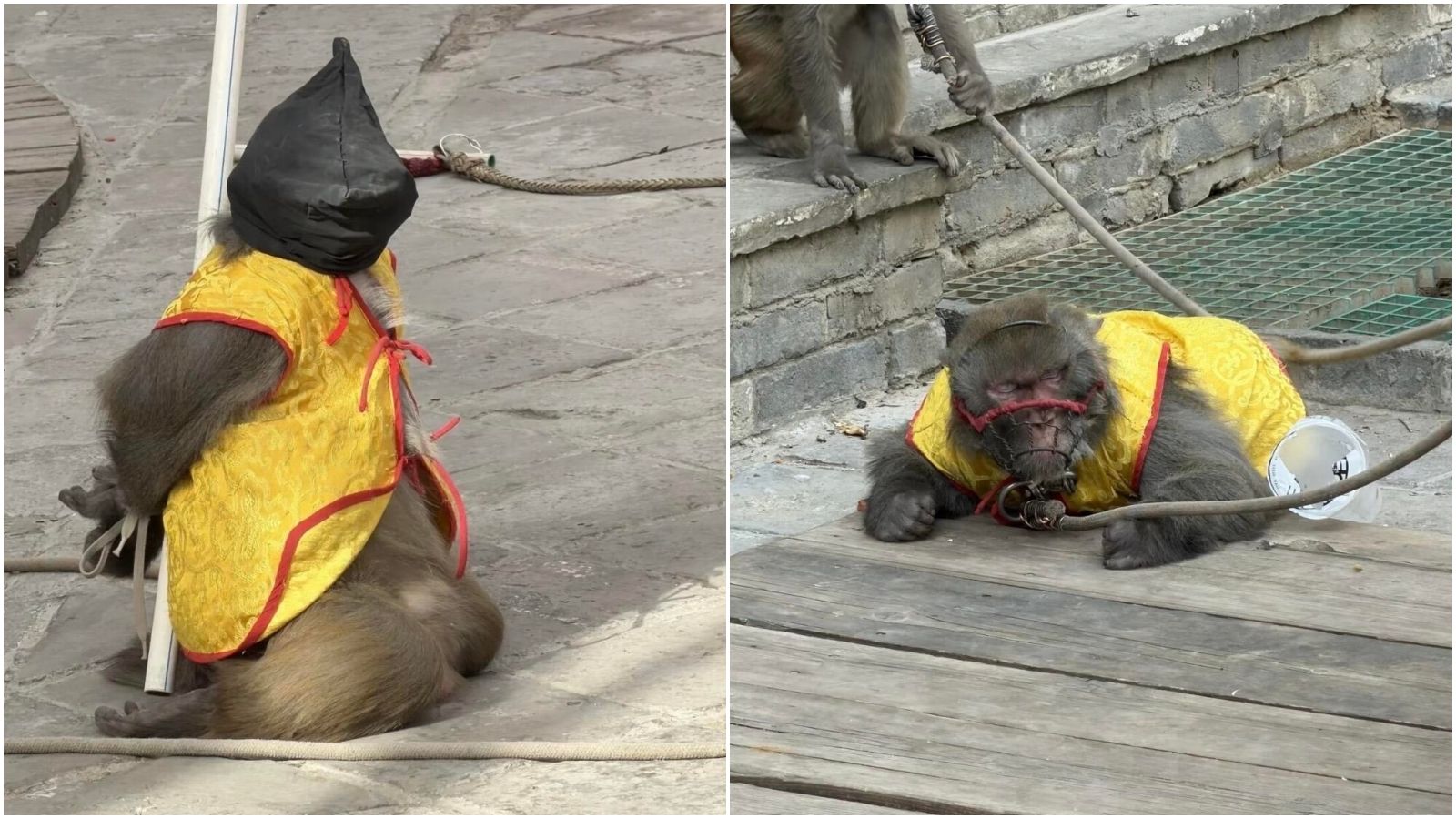 中國風景區爆虐猴! 雙手反綁+黑頭罩「行刑式示眾」