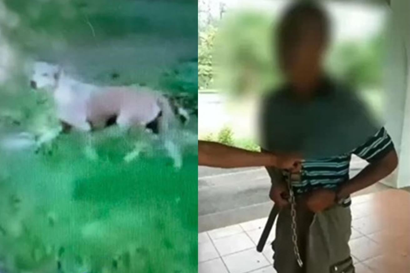 泰國宋卡市1名59歲政府官員驚爆在公園公共廁所內性侵母犬。（翻攝畫面）