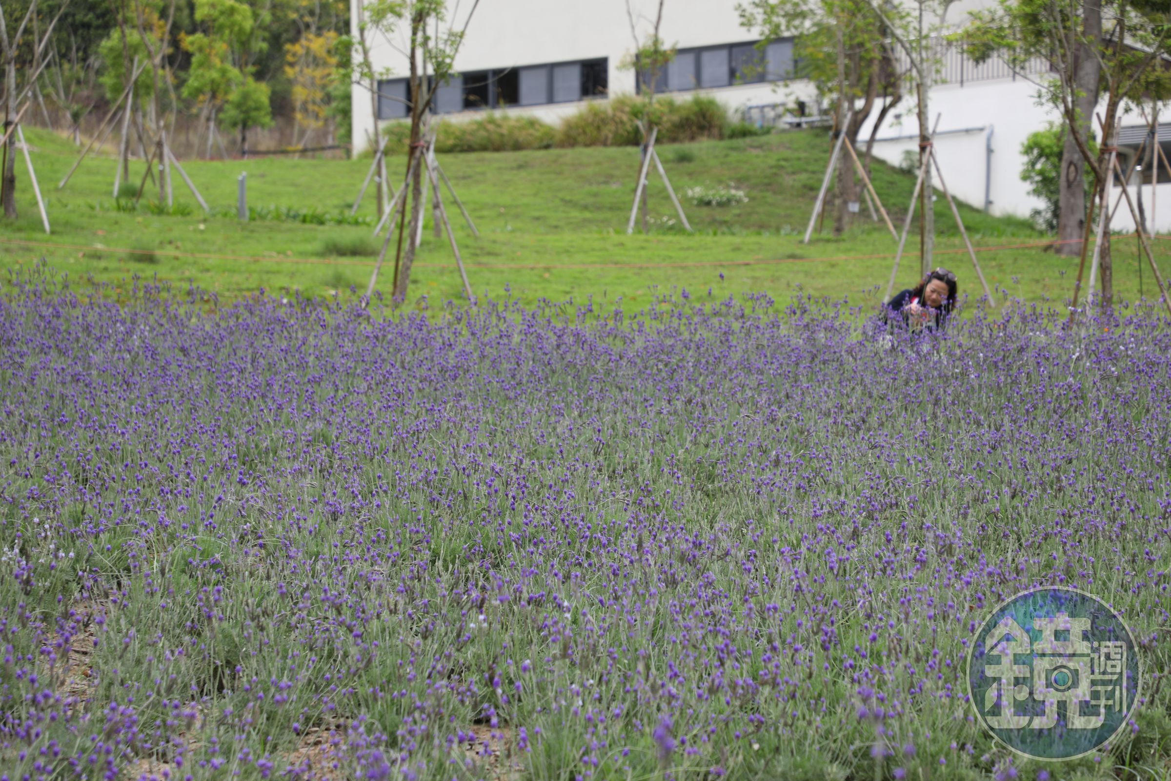 花園景觀攜手景觀設計團隊「山下植美」導入台灣原生種植物,當然也少不了紫色招牌薰衣草。