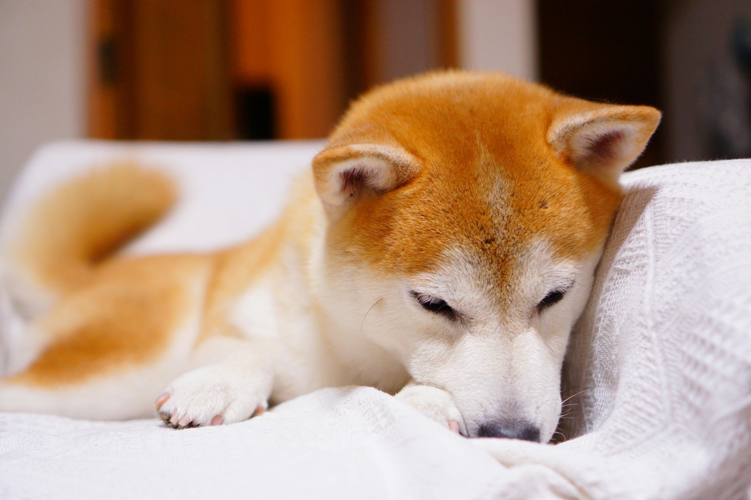 中國一名寵物美容師分享工作影片，因對柴犬動作粗暴、言語引發爭議，畫面曝光後在中日網路掀起熱議，動物保護與情緒對立成焦點。（示意圖，非當事柴犬/pexels）