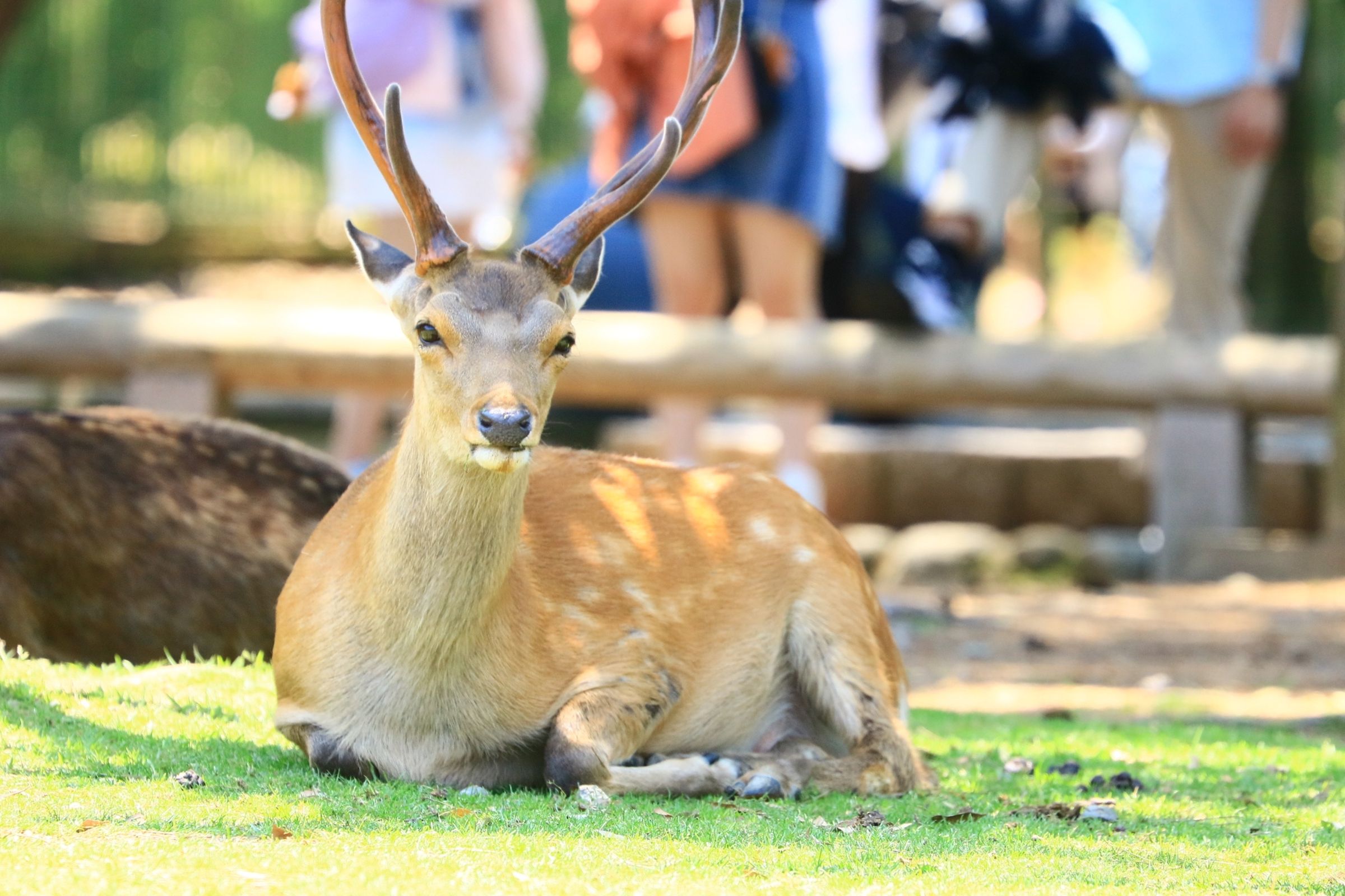 各國遊客都十分喜歡造訪奈良公園，餵食溫馴可愛的鹿群。（示意圖，photoAC）