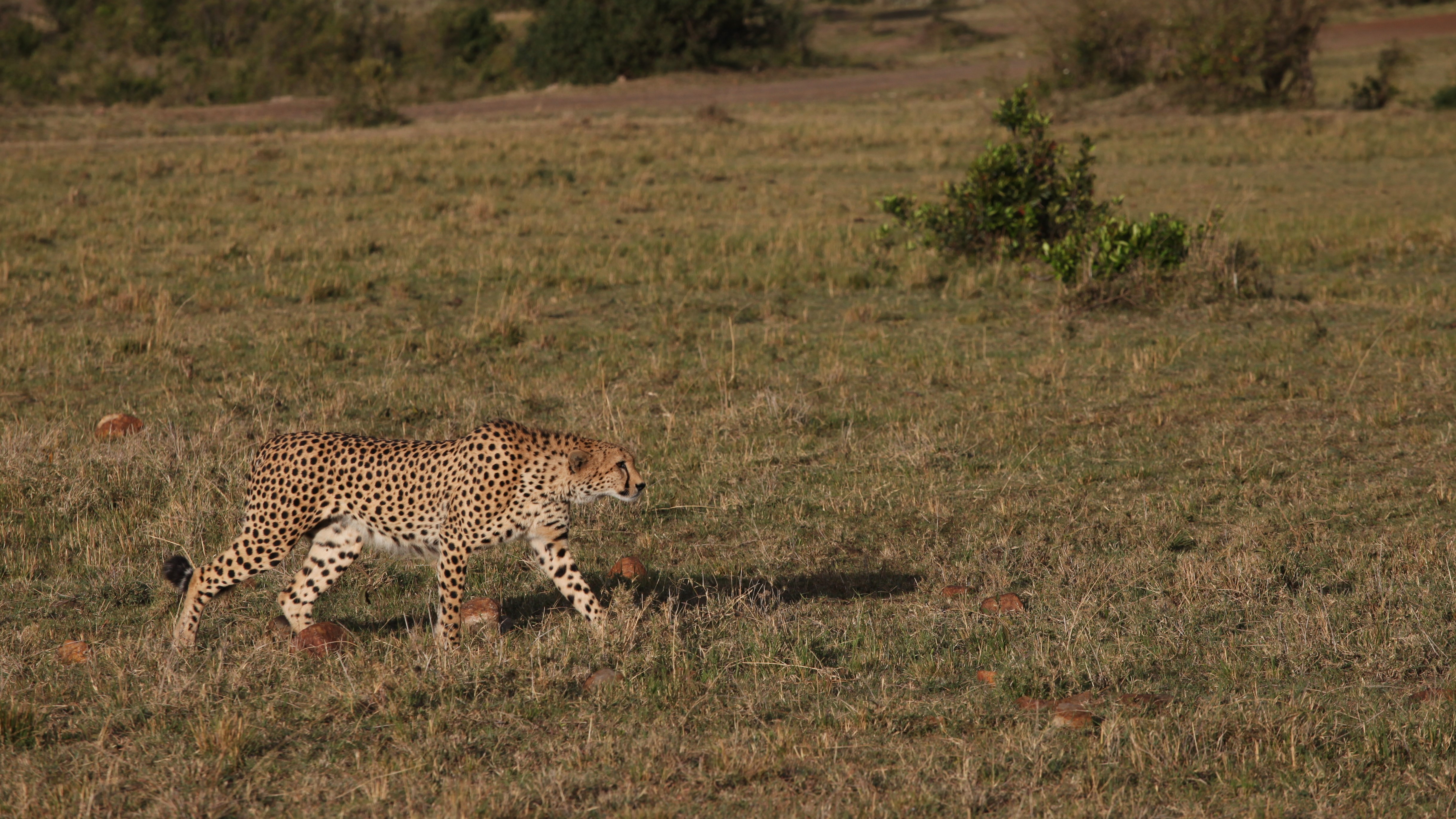 下月起肯亞開放全球旅客免簽入境，便利有興趣觀賞大自然野生動物的民眾。（示意圖，東方IC）