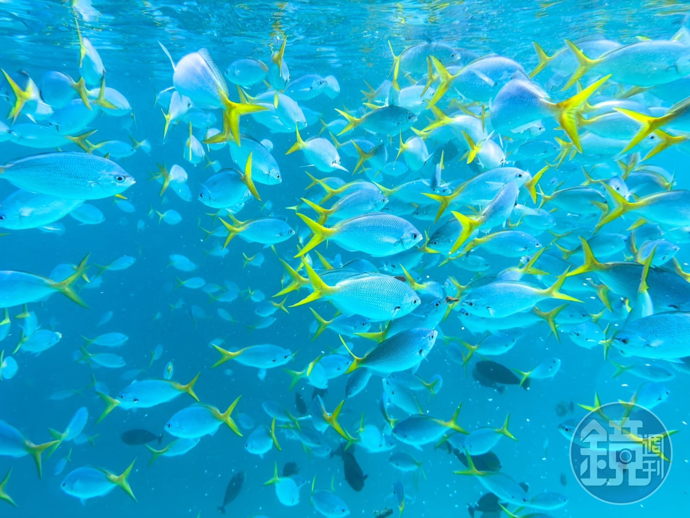 沒有親自下水一趟,很難想像這種色彩斑爛的熱帶魚「滿版」畫面是真實存在。