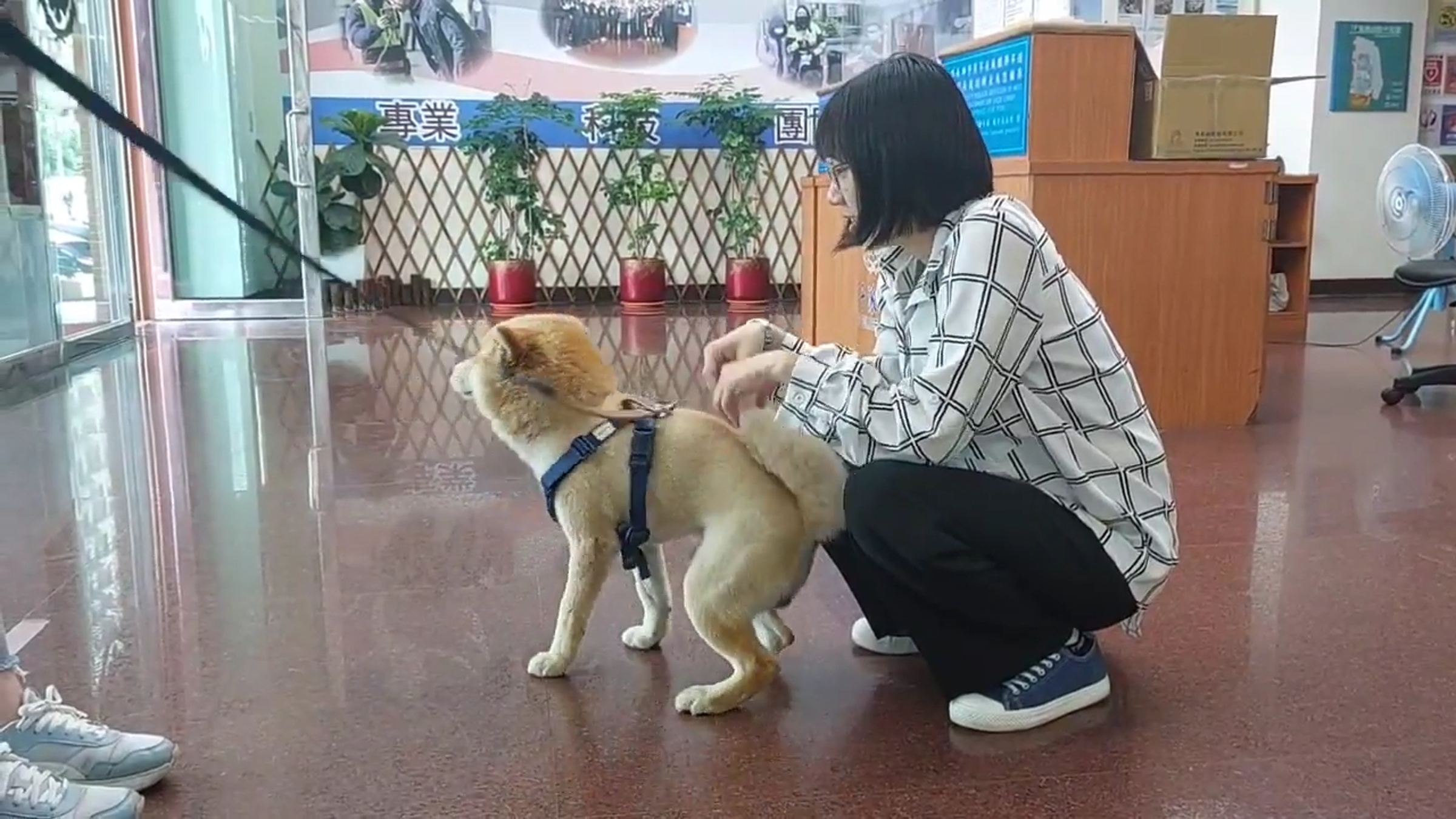 阿柴親暱蹭腳撒嬌模樣,讓人看了超暖心。(桃園警分局提供)