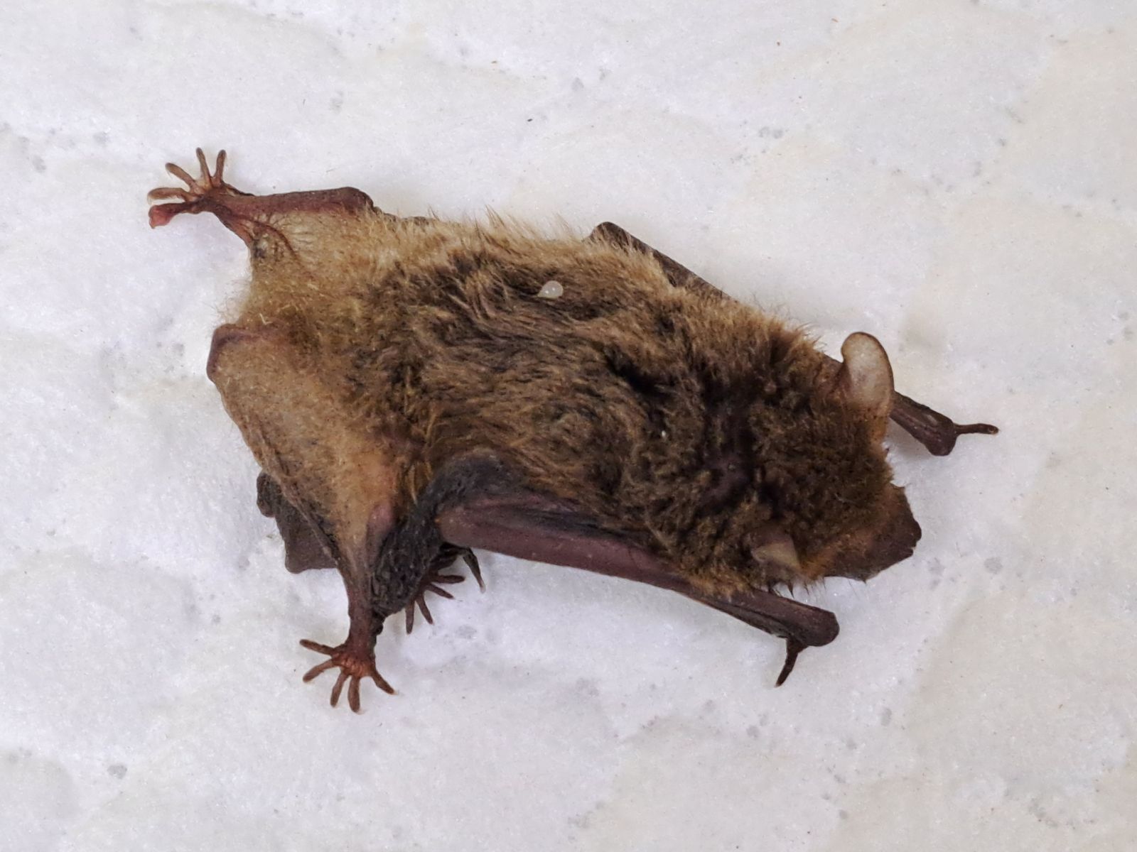 洗衣機驚見蝙蝠母子作客 新北動保夜間救援助返自然