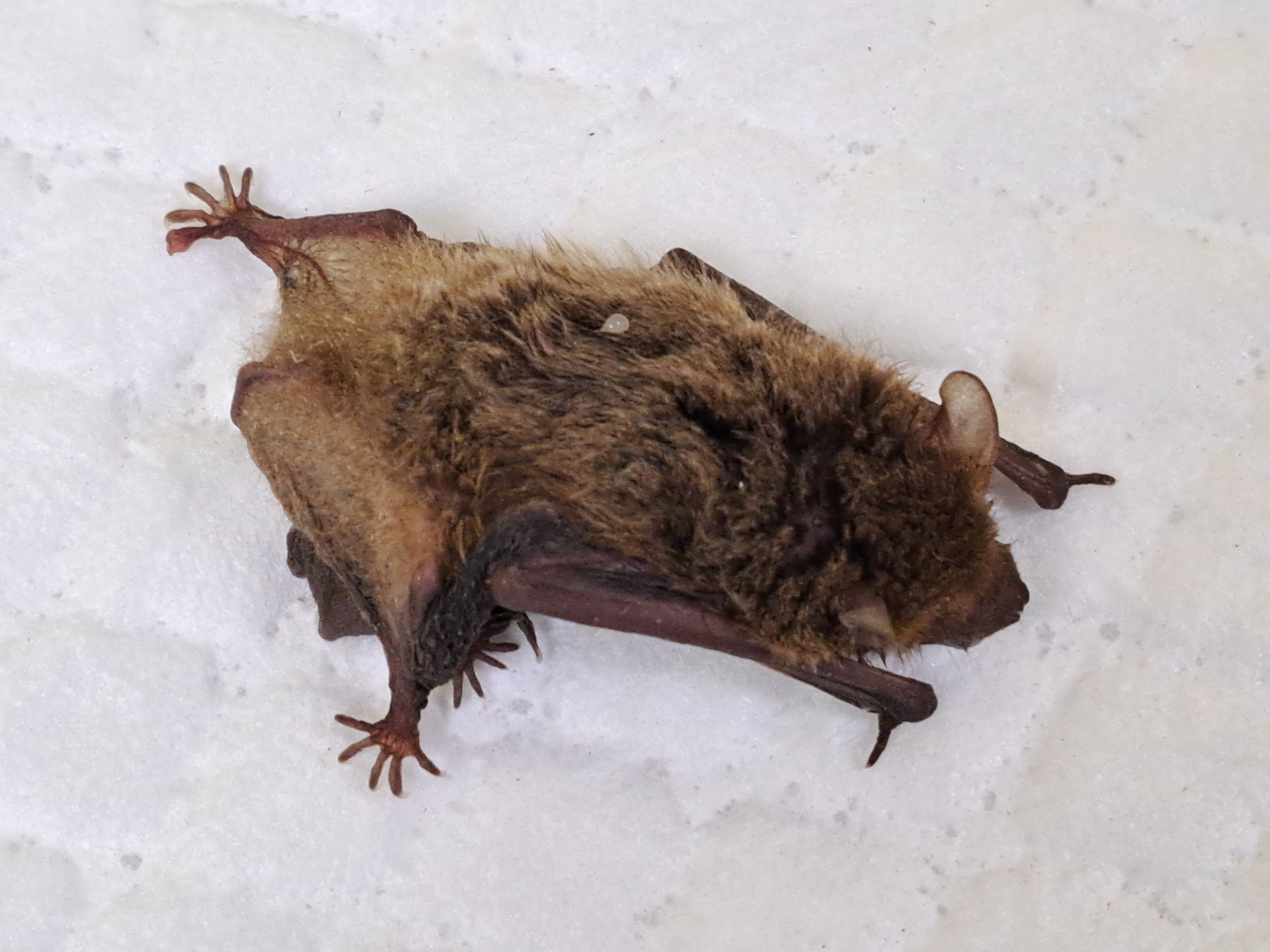 蝙蝠寶寶依偎在母親懷裡。（新北市動保處提供）