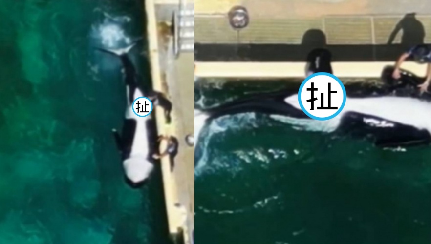 法國海洋館竟「人工幫虎鯨排解性衝動」，影片曝光引發全球譁然。（翻攝自TideBreakers）