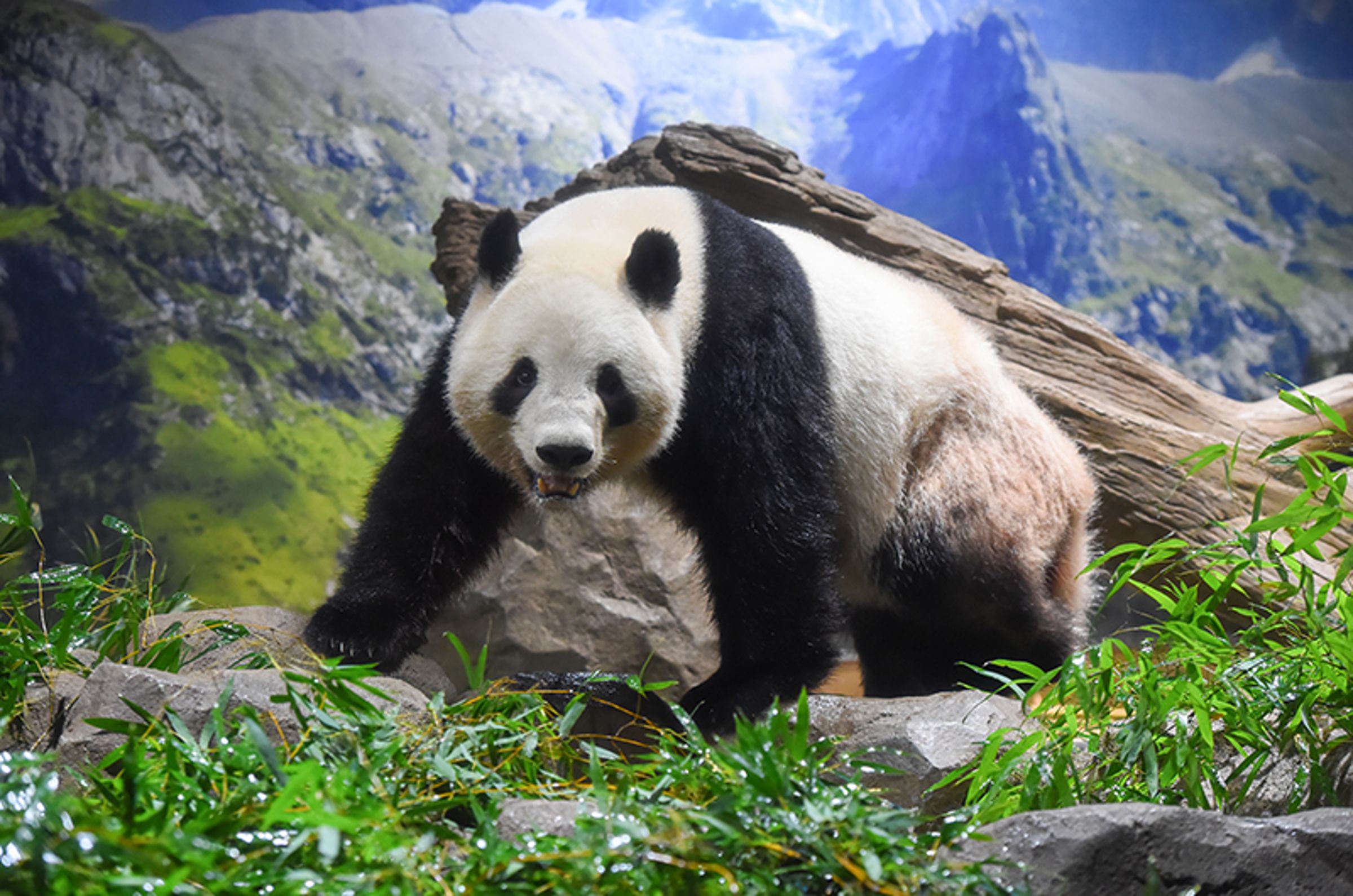 東京上野動物園的人氣明星貓熊曉曉與蕾蕾將於明年1月返中。圖為曉曉。(翻攝上野動物園網站)