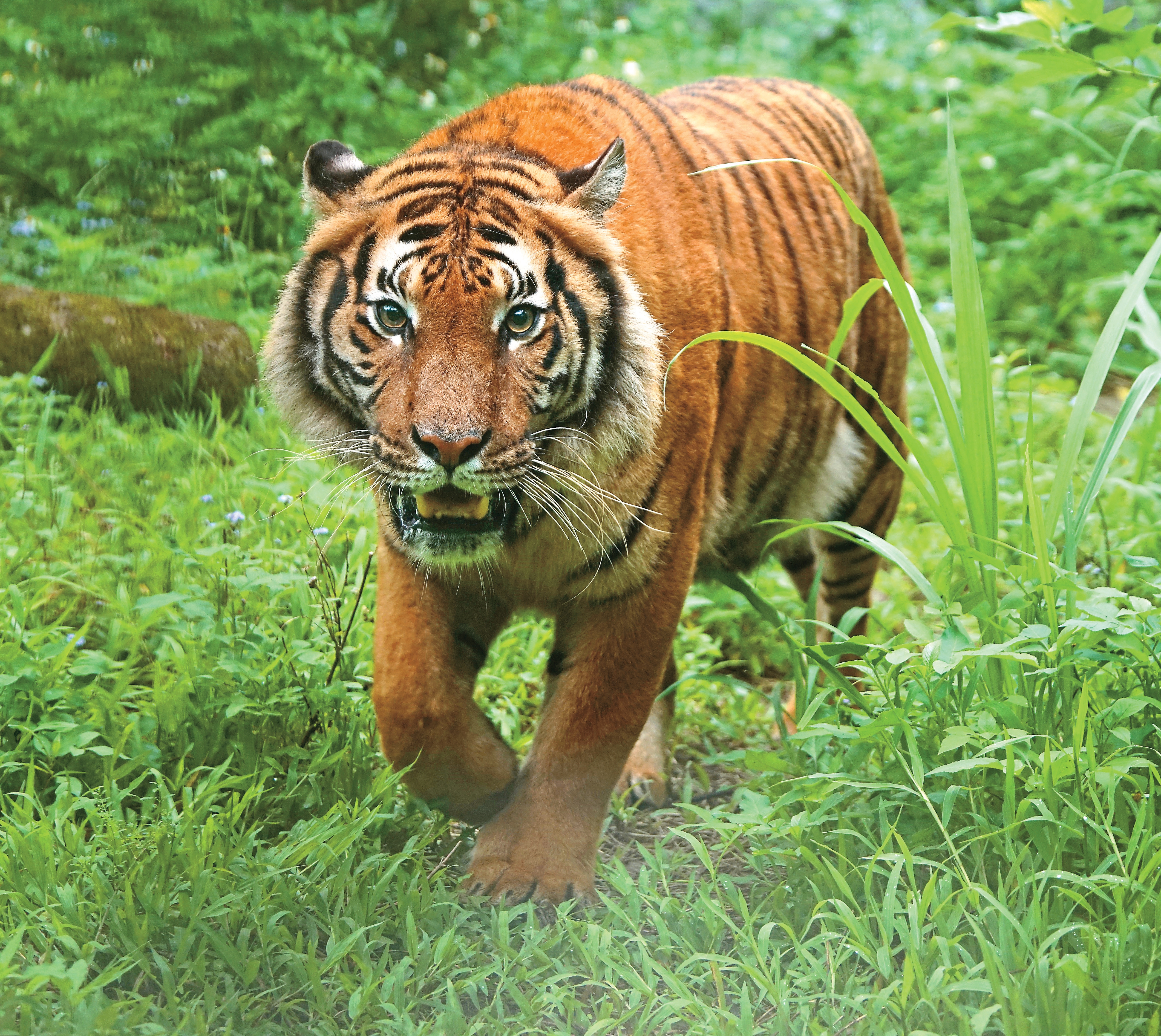 臺北市立動物園加入馬來虎保育計畫，今年初自法國引入雌性馬來虎「Shima」。（攝影／詹德川）