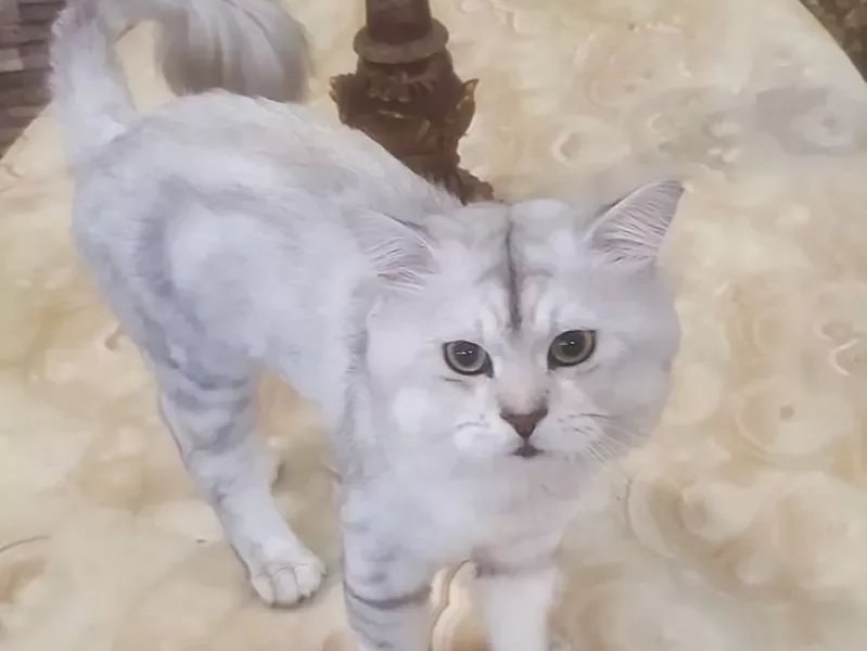 新北市蘆洲一間咖啡廳的店貓,日前被一名外送員誤認是浪浪帶走。(翻攝自我是蘆洲人臉書)