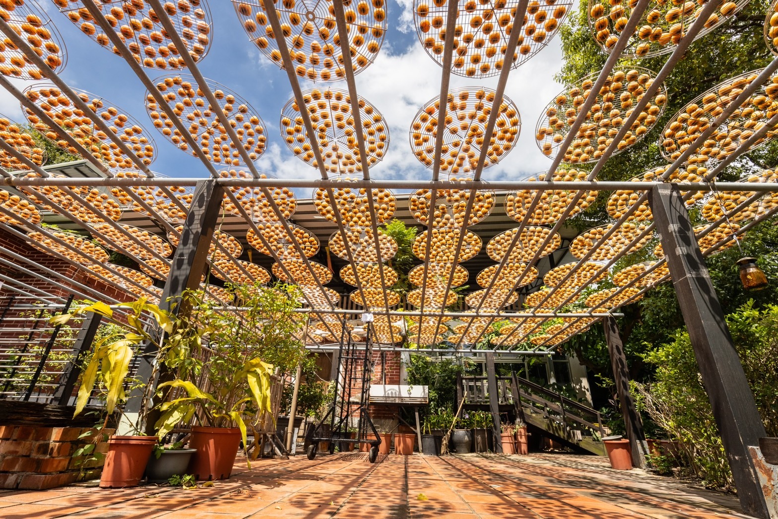 新竹的秋季定番景色，當然少不了曬柿子的「大場面」。