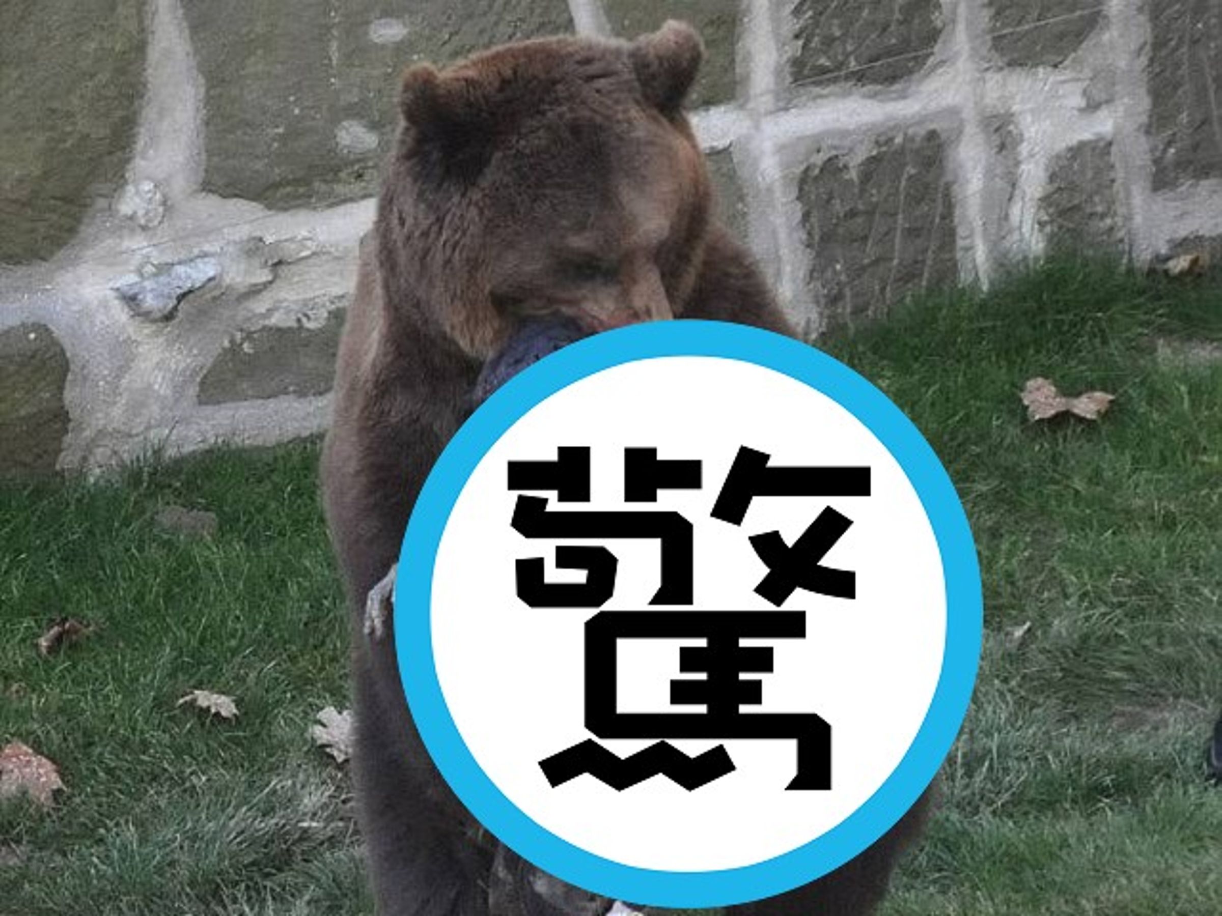 挑釁鬣狗事件早有前例！男跳入動物園棕熊欄舍，震撼血腥撕咬畫面曝光。（翻自《每日郵報》）