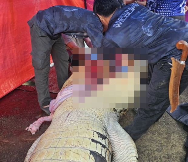 鱷魚肚裡取出人類遺骸。(翻自reddot.my)