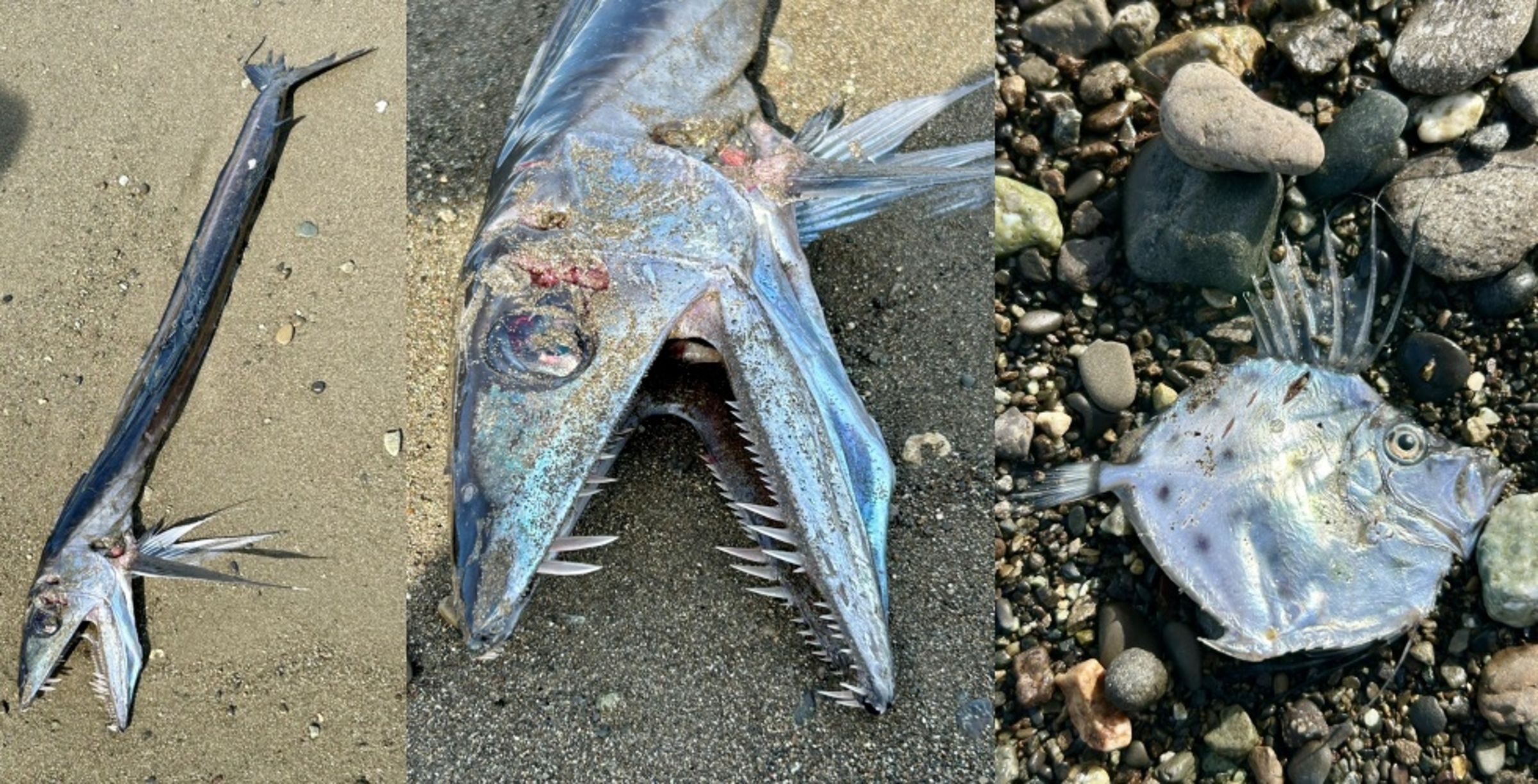 日本網友在靜岡海岸目擊兩隻外型獨特的深海魚被沖上岸,照片在社群平台X上斬獲超過260萬次觀看。(翻攝自X)
