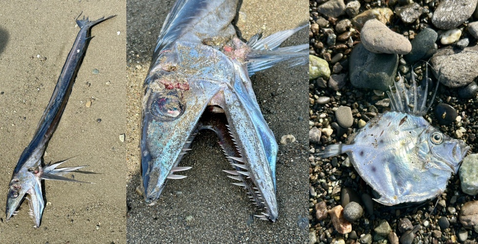 日本網友在靜岡海岸目擊兩隻外型獨特的深海魚被沖上岸，照片在社群平台X上斬獲超過260萬次觀看。（翻攝自X）