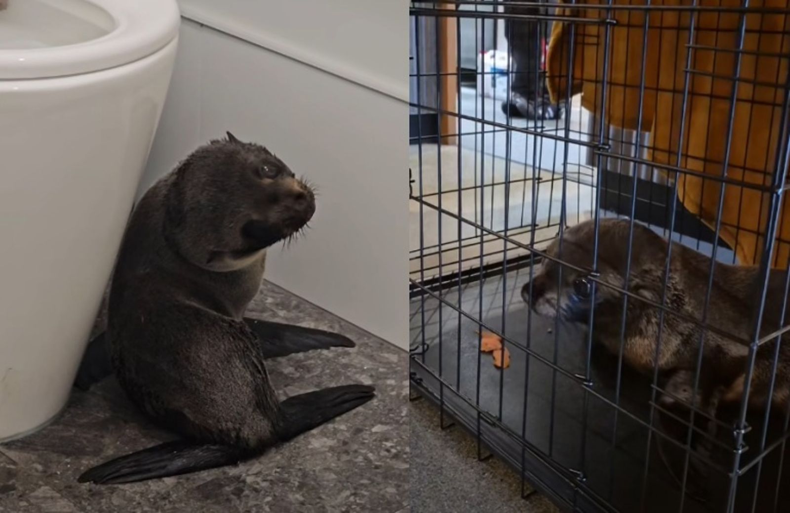 萌片/小海豹誤闖進酒吧「玩躲貓貓」 巡護員揭超可愛迷路原因