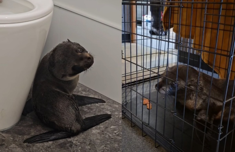 店員拿鮭魚召喚，小海豹乖乖走進狗籠。（翻攝自facebook/Sprig + Fern The Meadows）