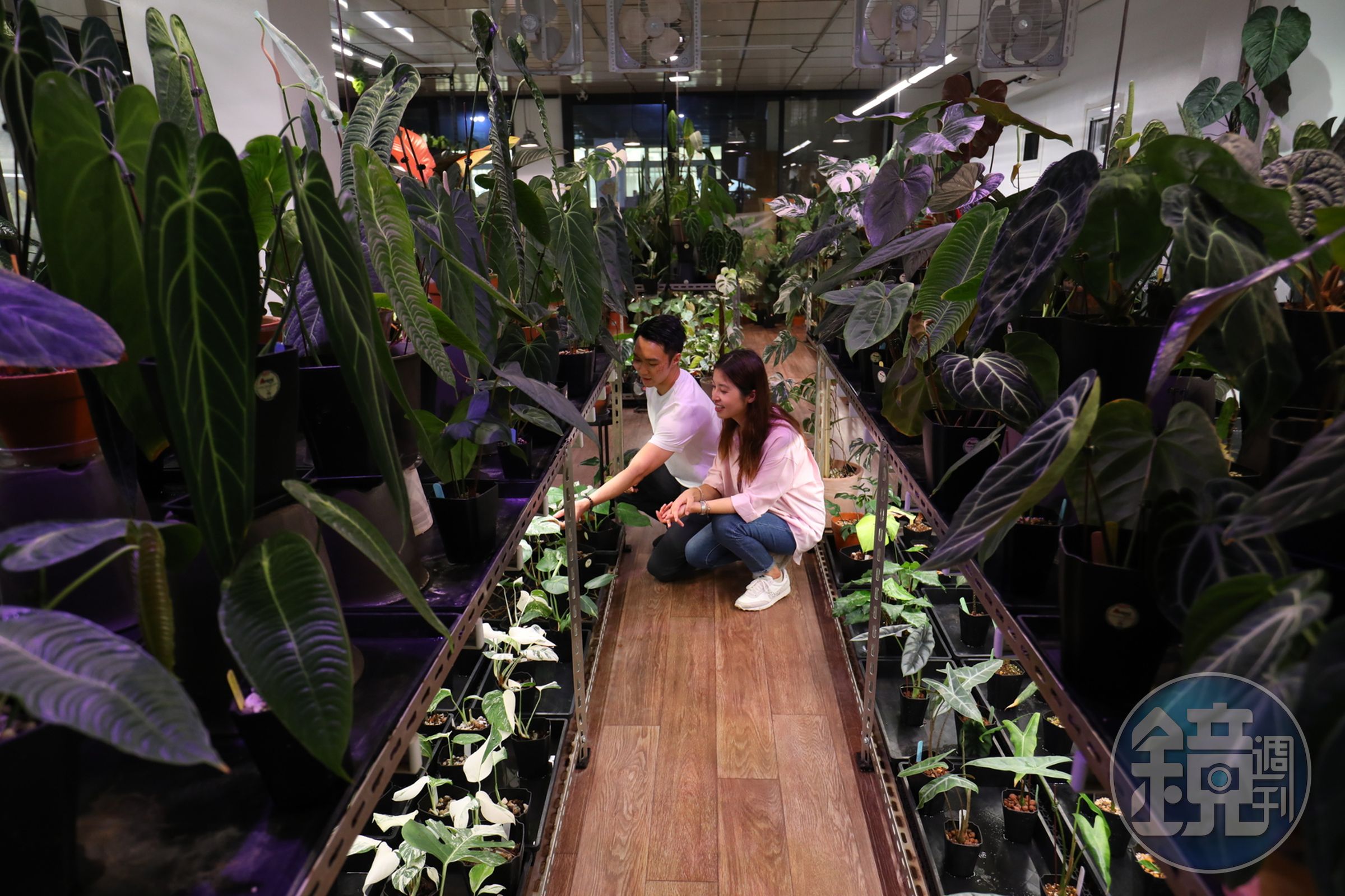 「A Life Plants With Life植物與生活」大面積的溫室,足以讓熱愛植物的人瘋狂。