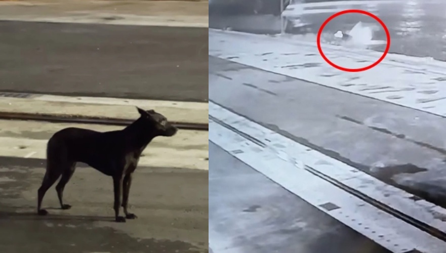 高雄港昨晚一台休旅車直衝海裡,濺起水花(右),不久後車內黑狗狗奇蹟游出並且獨自游上岸。(翻攝畫面)