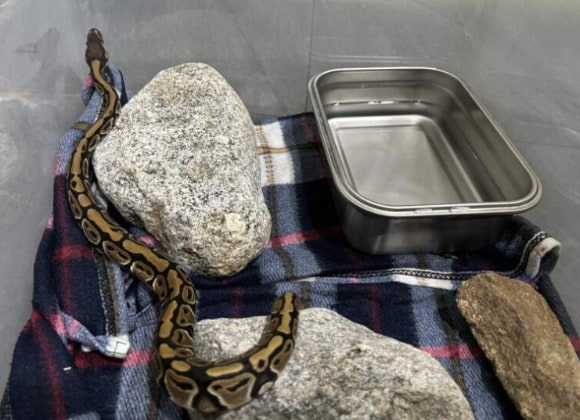 這次出現的蟒蛇被判斷為僅約3個月大的幼體。（翻攝畫面）