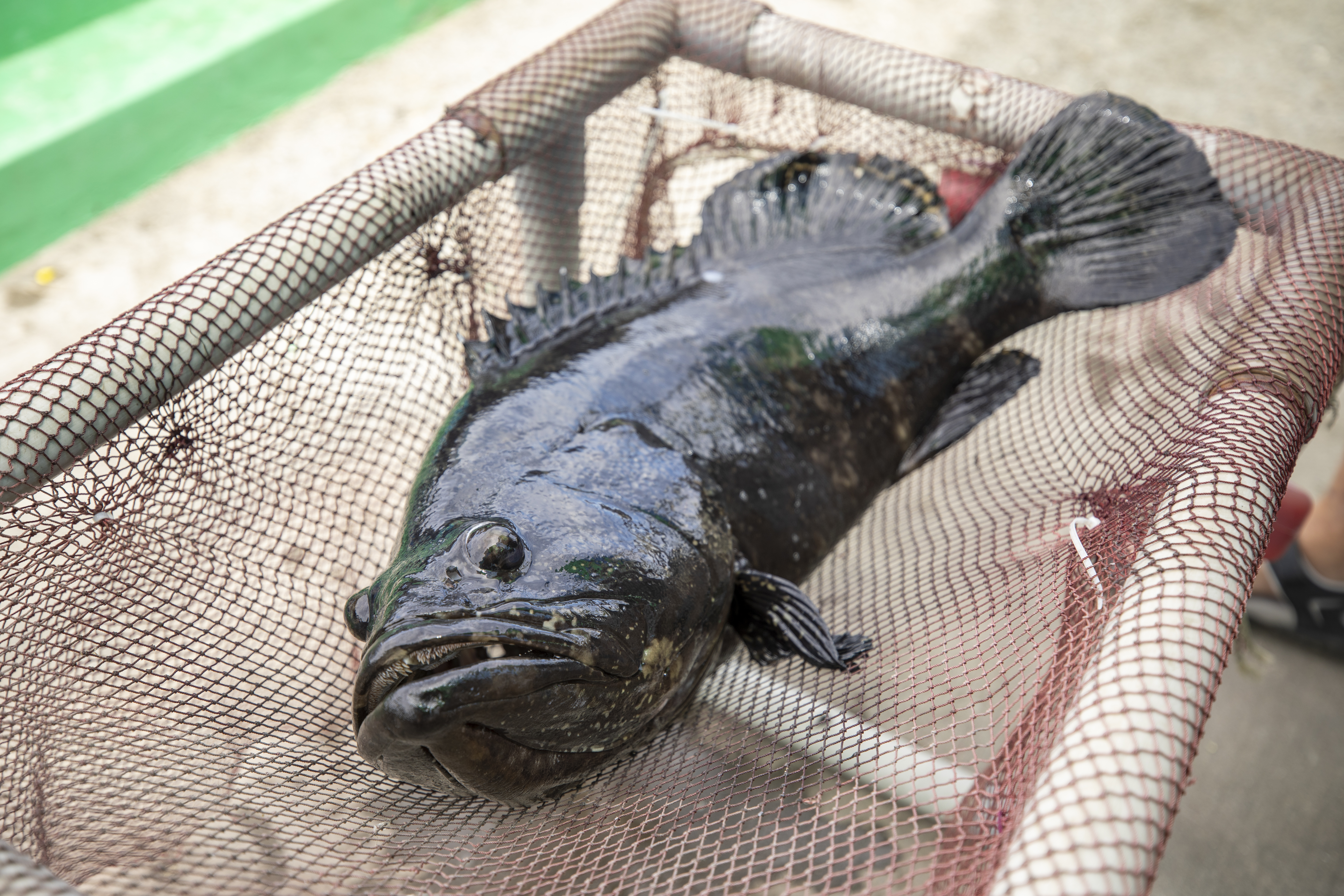 台灣石斑去年6月遭中國禁止輸入，國台辦今突然宣布重新開放，言明「堅持九二共識、反對台獨」，事情就好商量。（示意圖，本刊資料照）