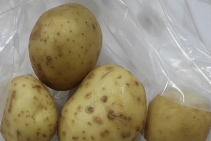 （食藥署提供）