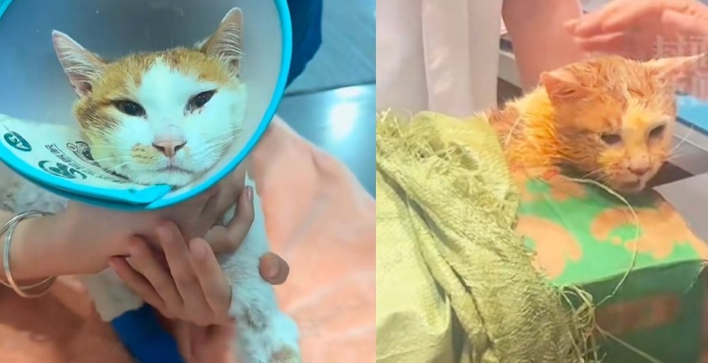 「五一」最終因病情惡化過世了。（翻攝自微博）