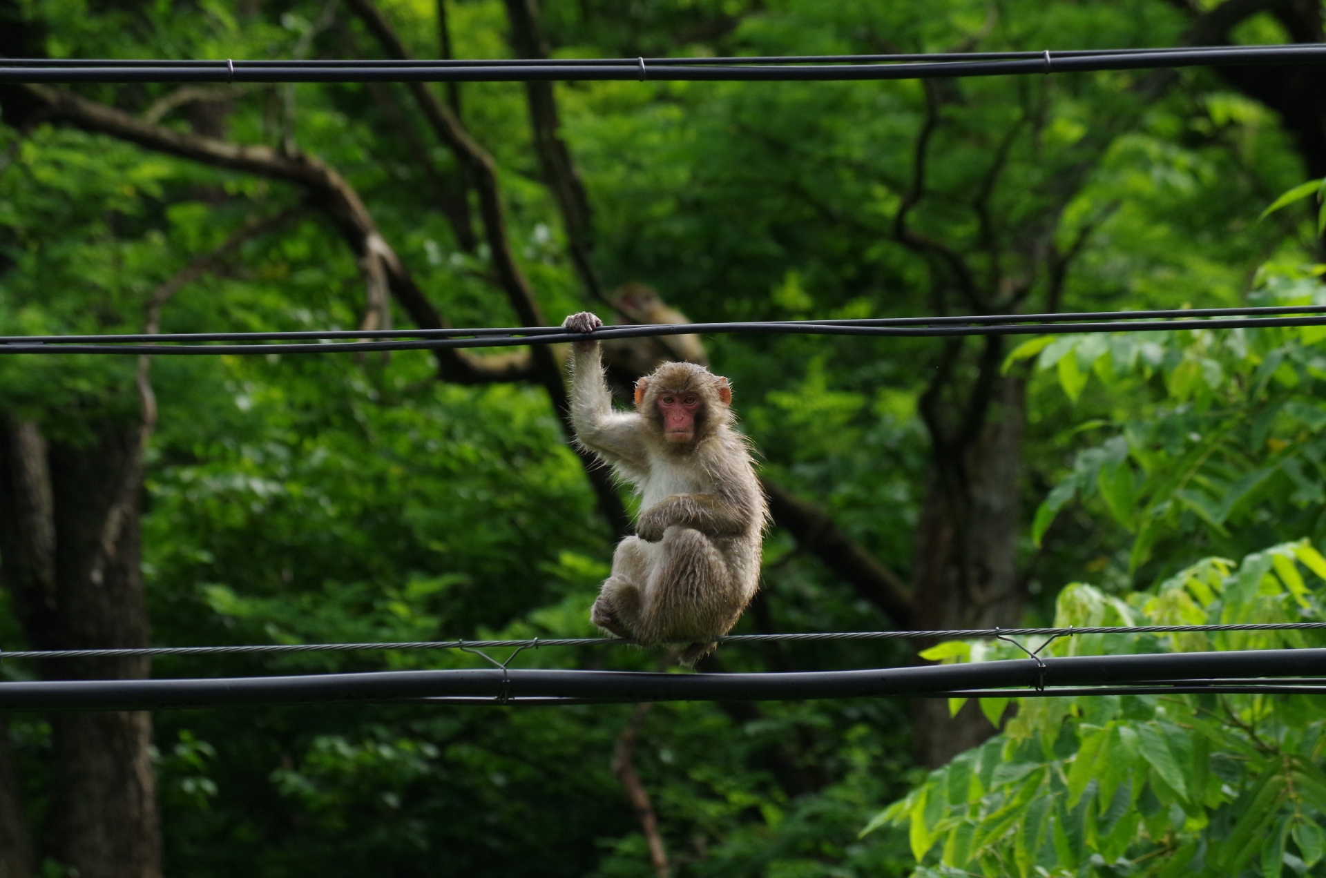 墾丁船帆石地區今晨也傳出停電，原來是有獼猴誤觸電線遭電死。（示意圖，photoAC提供）