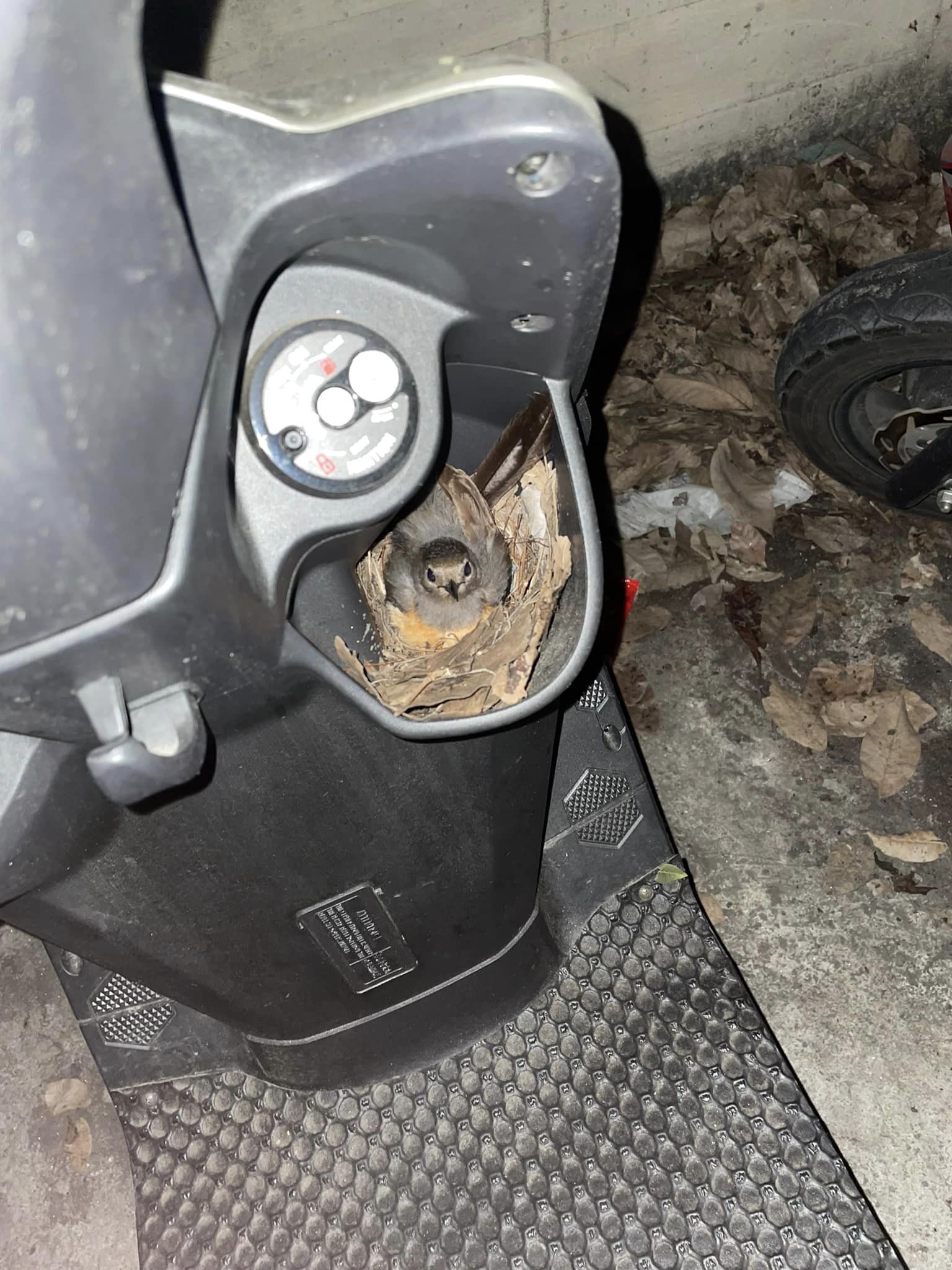 有隻可愛的小鳥在機車的飲料杯架內築巢，下面還有4顆正在孵化的蛋。（翻攝自爆廢公社）