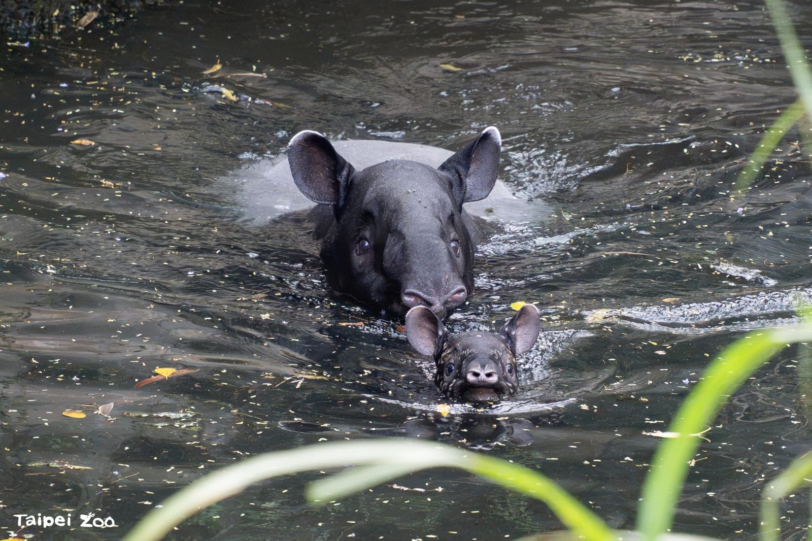 北市動物園馬來貘母女搬新家。(翻攝自動物園官網)