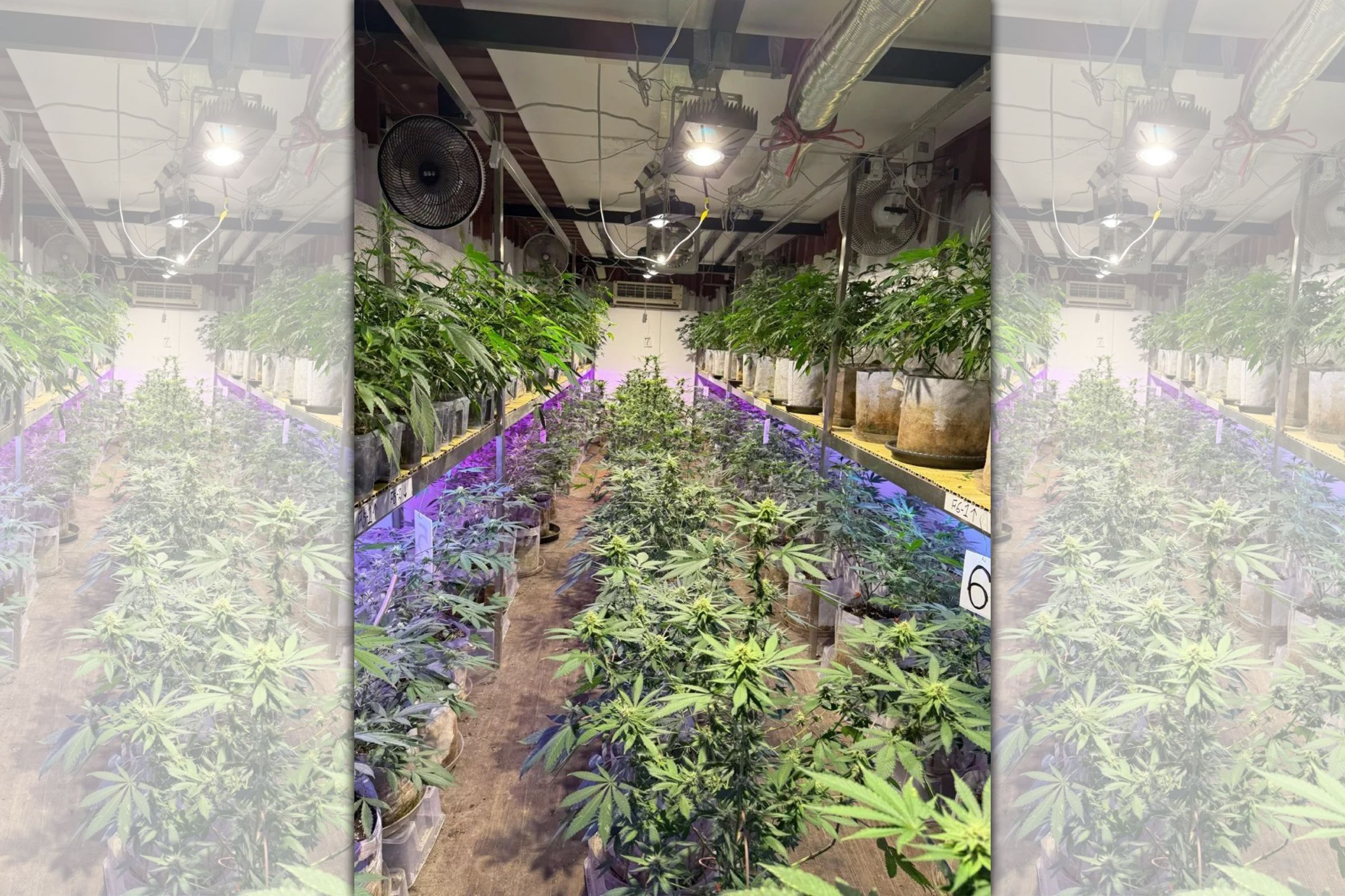 桃園市刑大破壞大麻農場。(桃園市警局刑大提供)