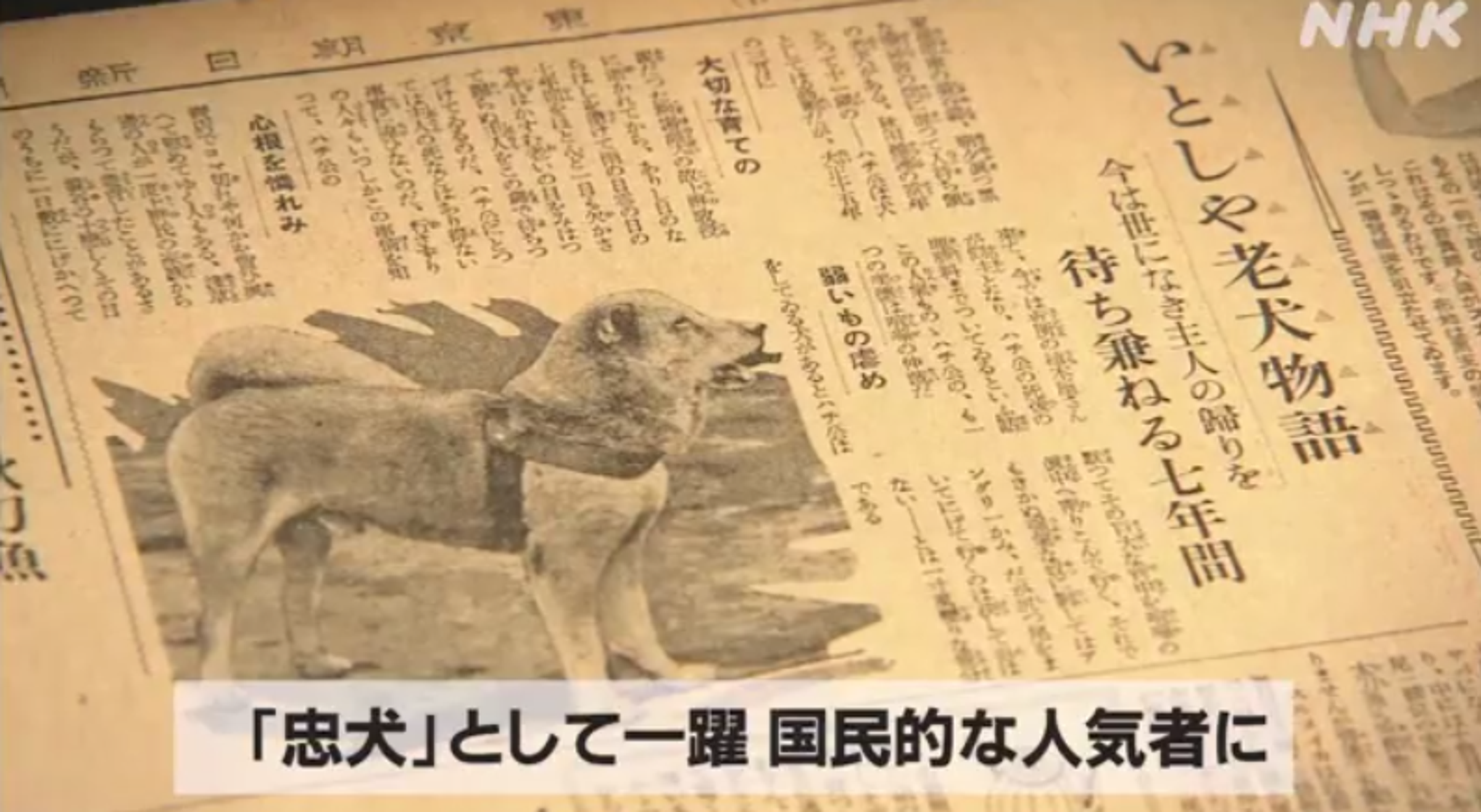 從昭和7年的報紙可以看到,當時還在世的小八,忠誠等待主人的故事就已開始流傳。(翻攝自NHK)