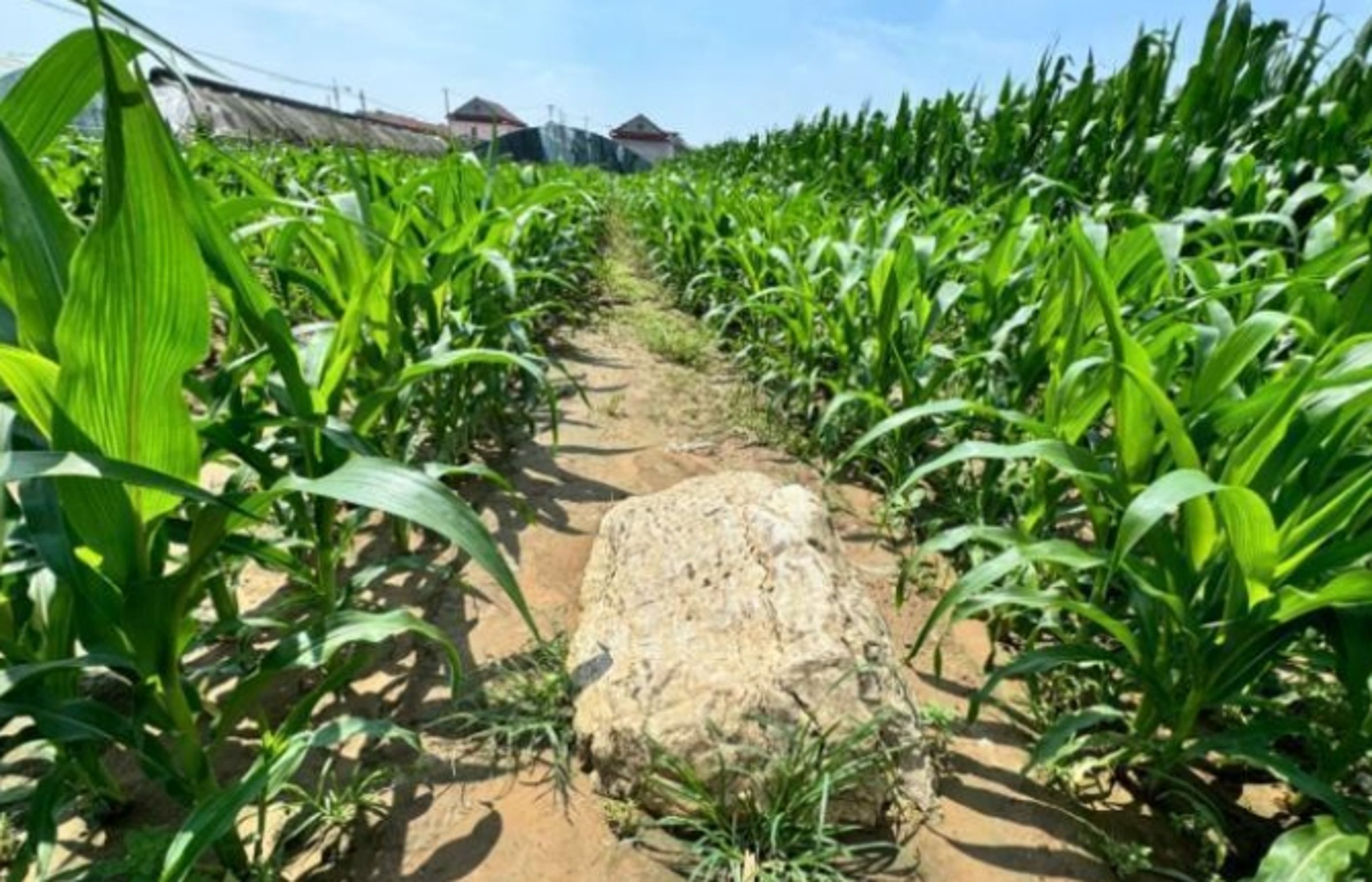 中國最矮山「僅0.6公尺」。(翻攝自微博)