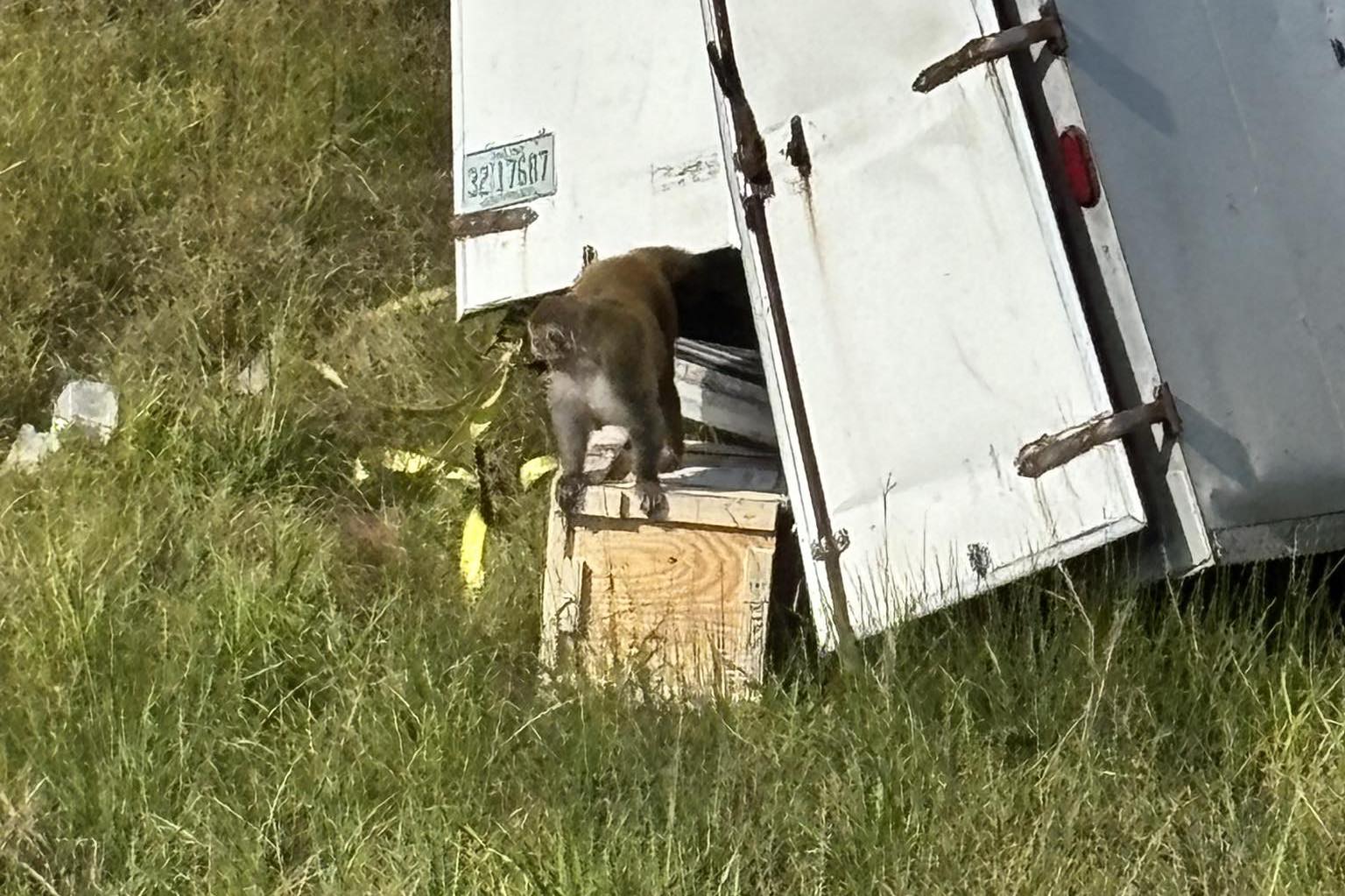 密西西比州運送實驗室猴的卡車車禍現場，有猴子趁機逃出車廂。（翻攝Jasper County Sheriff's Department, Mississippi 臉書）