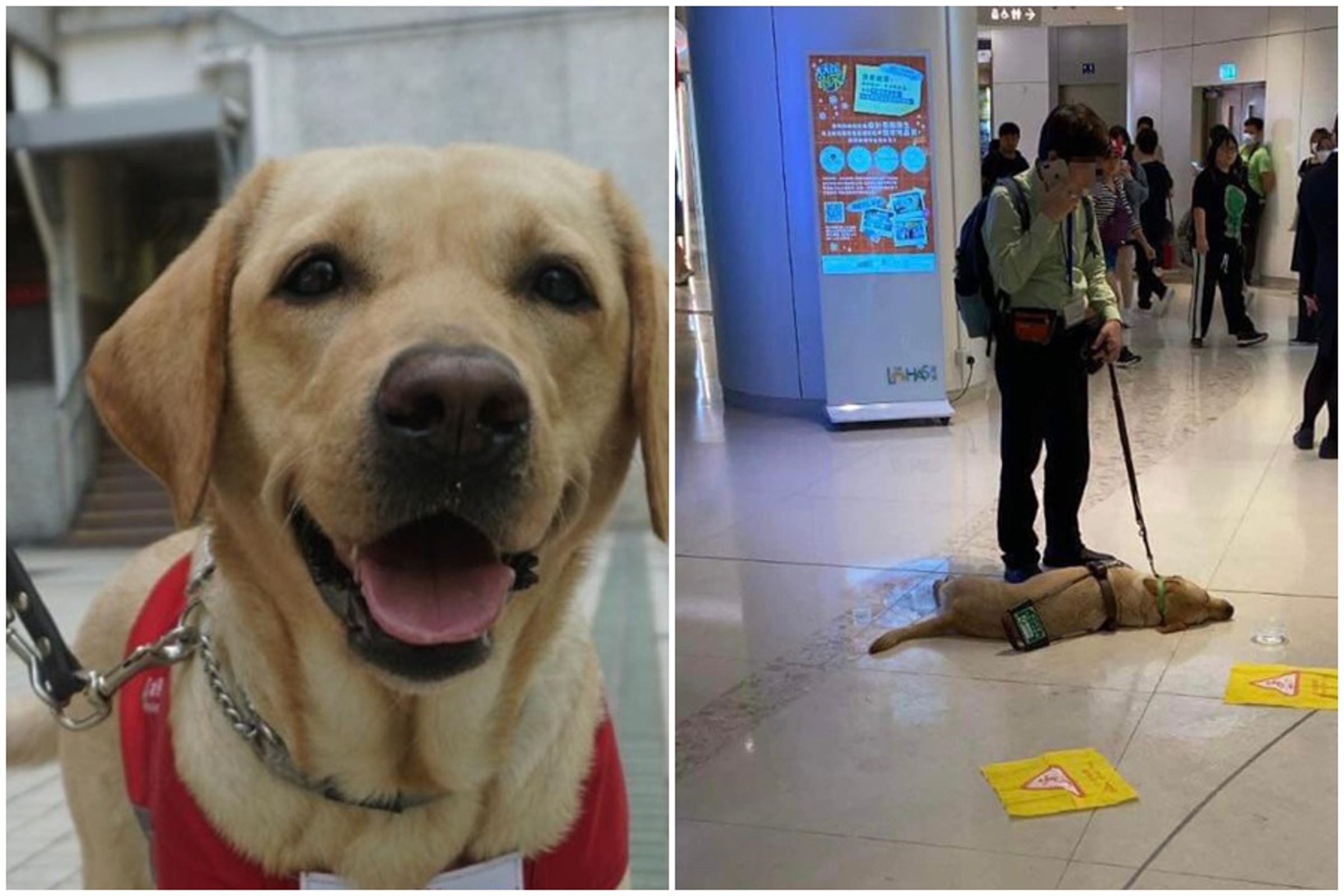 香港導盲犬Funny近日突然在商場倒地,送醫搶救仍宣告不治。(翻攝自香港動物報)