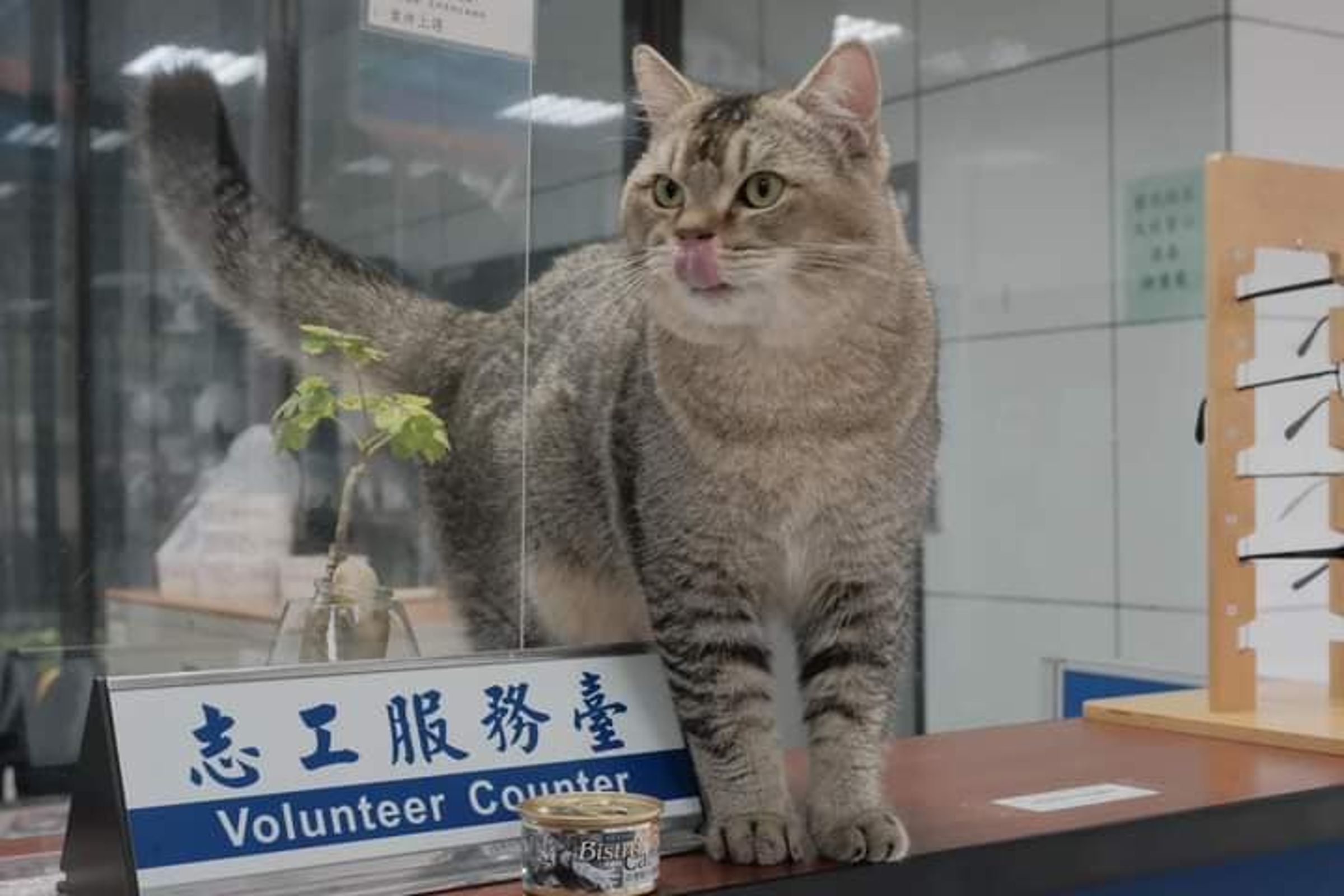 新北市板橋區銘傳街附近住宅7日凌晨發現貓咪闖入,將走失的貓轉交給派出所處置。(翻攝自臉書社團「我是板橋人」)