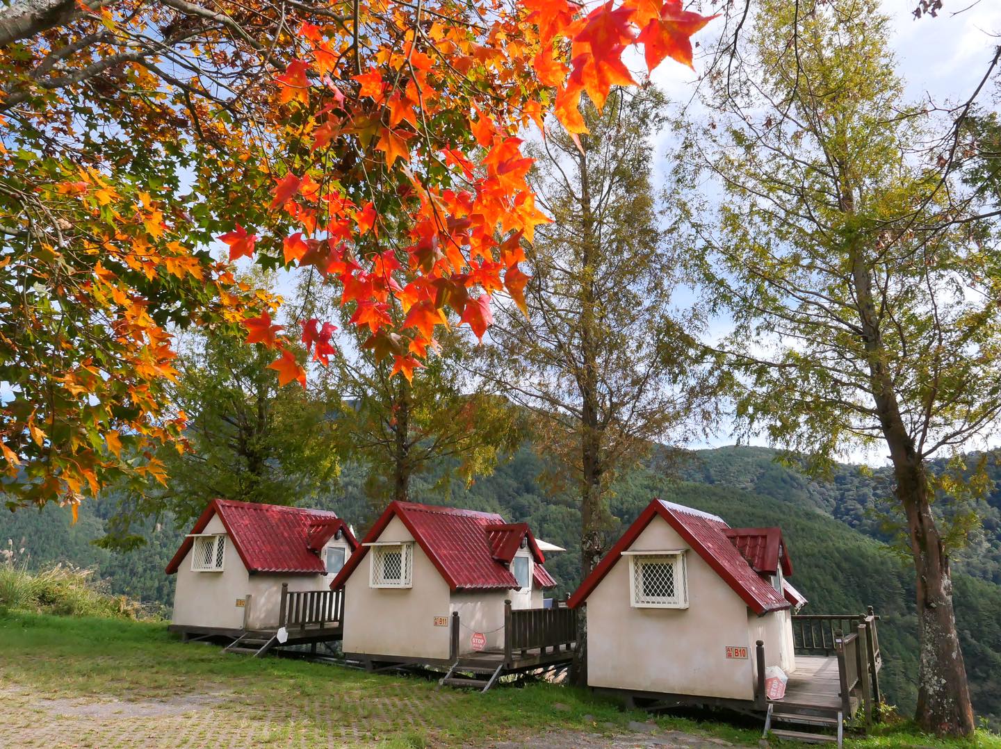 武陵農場露營區A1區11月15日的楓葉顏色。（翻攝自武陵農場FB）