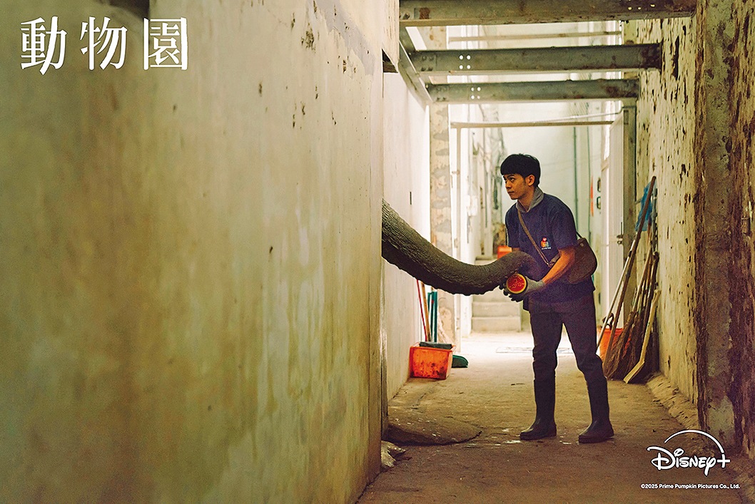 李淳在《動物園》飾演壽山動物園保育員郭俊維，跟大象阿里有同框的畫面，背後是花了心力所培養出來的默契，也意外留下阿里生前最後身影。（Disney+提供）