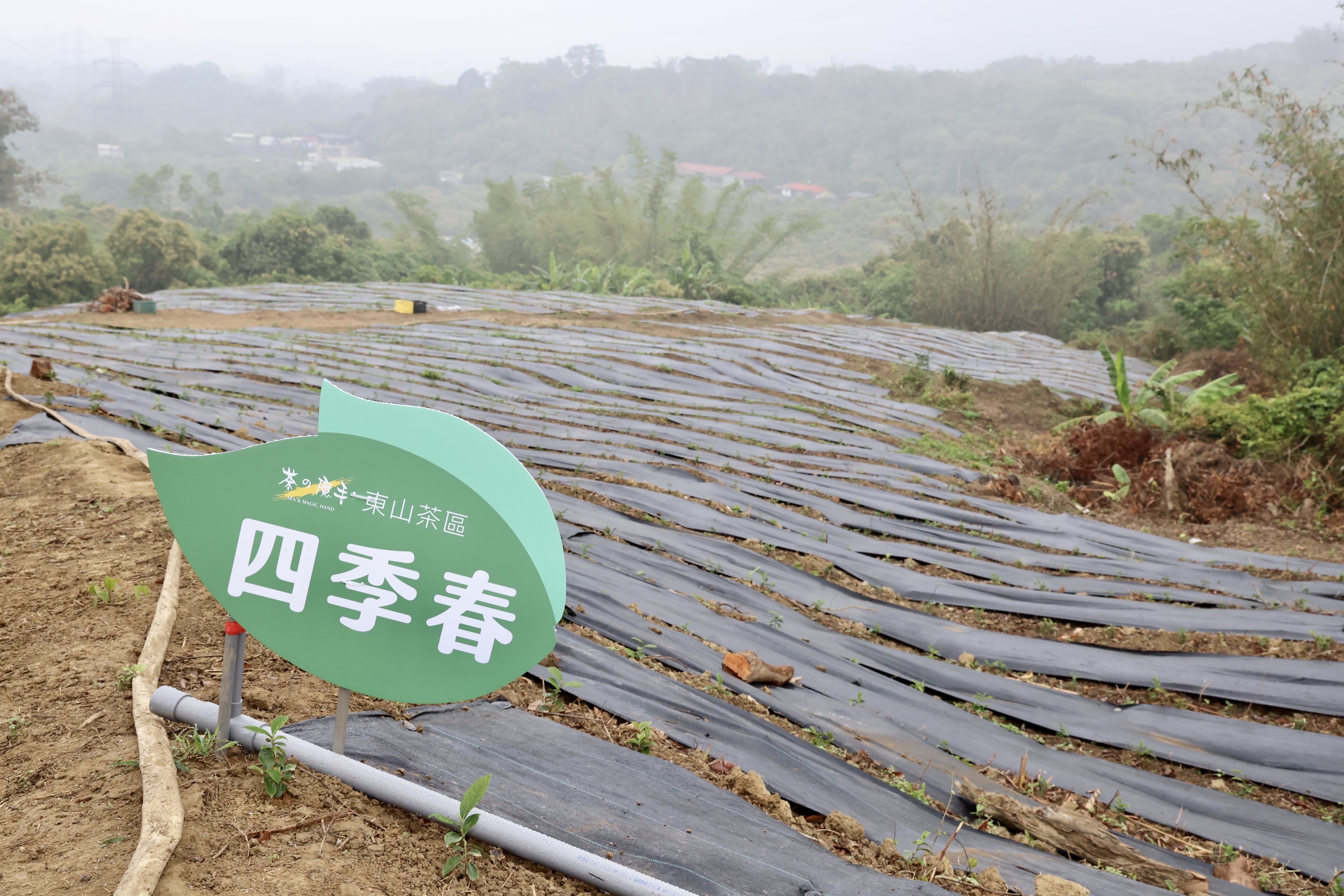 手搖飲「茶之魔手」在台南市東山區種植茶葉。（台南市政府提供）