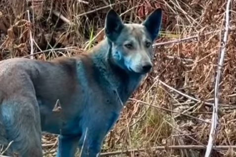 烏克蘭北部車諾比核災禁區兩週前出現多隻毛色異常的流浪狗，牠們全身泛著藍灰色光澤。（翻攝自dogsofchernobyl1 IG）