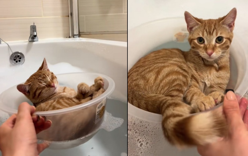 這隻名叫桃子的橘貓，平時最大的興趣就是看奴才泡澡。（翻攝自Tiktok @peachandpablo）