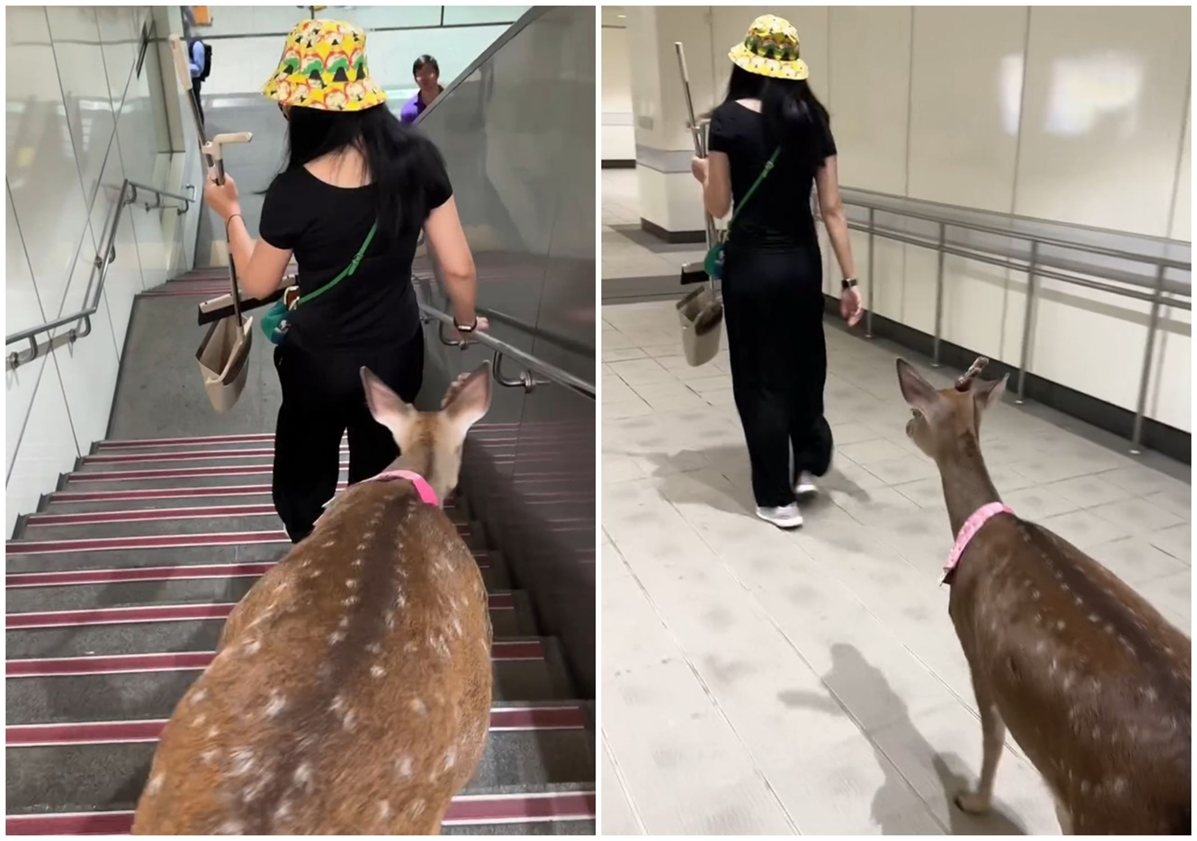 社群平台上出現一段37秒影片,可見一隻梅花鹿緊跟主人後頭,甚至還會下樓梯。(翻攝自Threads)