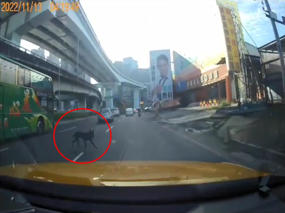 疏縱寵物在道路奔走妨害交通。(示意圖,新北市交通事件裁決處提供)