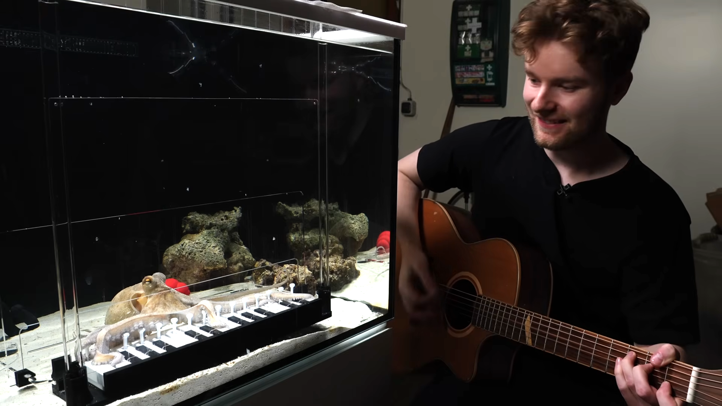 克蘭茲彈吉,章魚燒在水族箱內同步「合奏」,畫面療癒。(翻攝Mattias Krantz YouTube頻道)