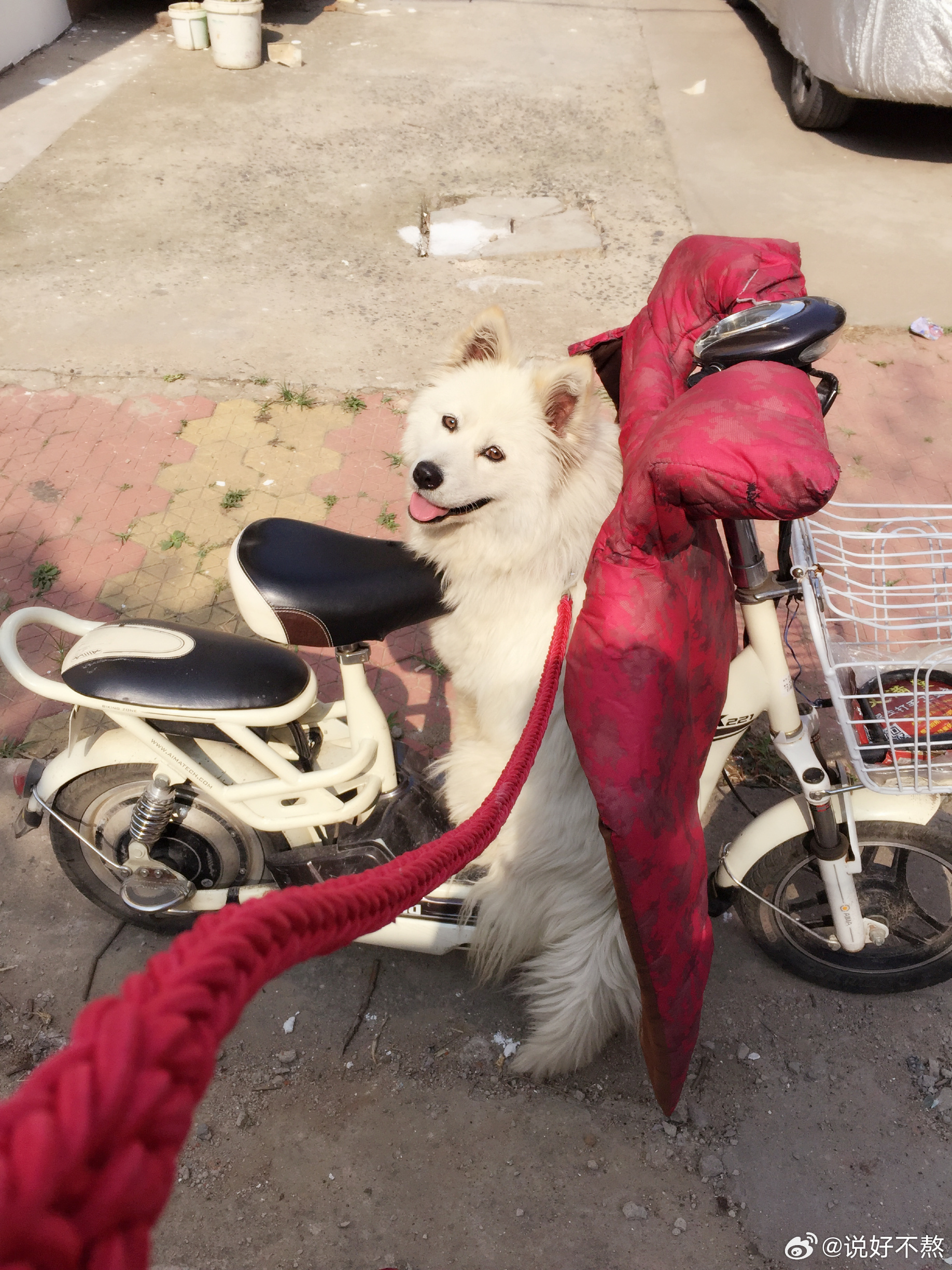 薩摩耶乖巧可愛。（翻攝飼主微博）