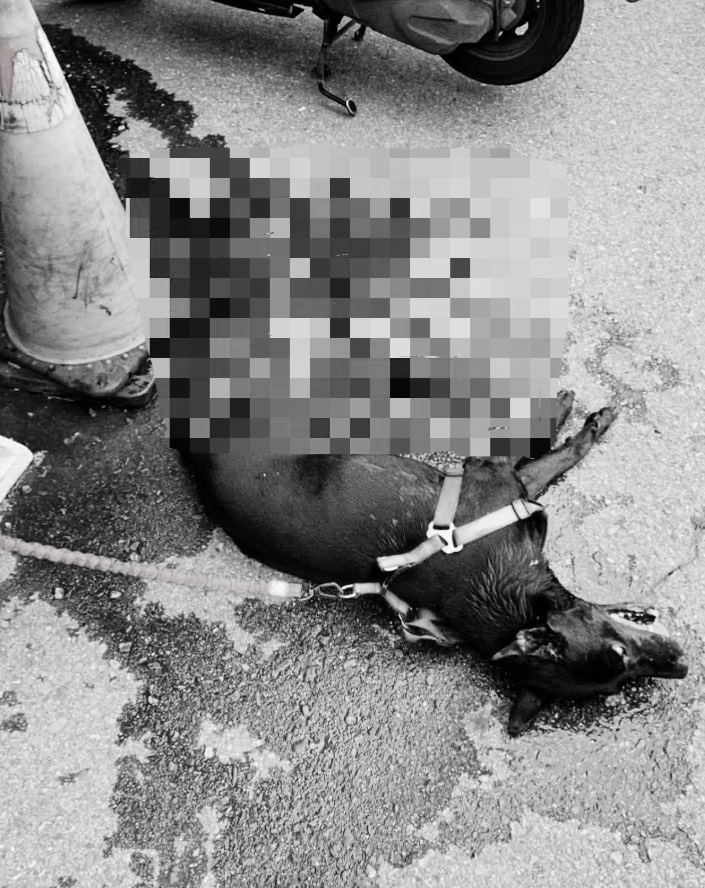 「小黑」遭拖行慘死。（翻攝自「新竹市浪愛傳遞貓狗tnvr協會」臉書）