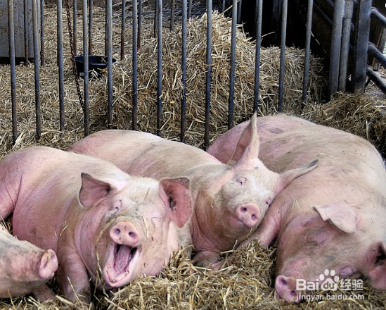 慘！男餵豬突在豬圈中風昏倒，下體被豬豬當成美食啃光光。（翻自百度）