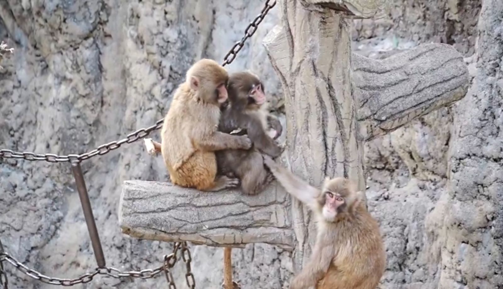 Panchi不抱玩偶了?日本網紅小猴擁抱新猴生讓網淚目 曝光與同伴打鬧超調皮近況