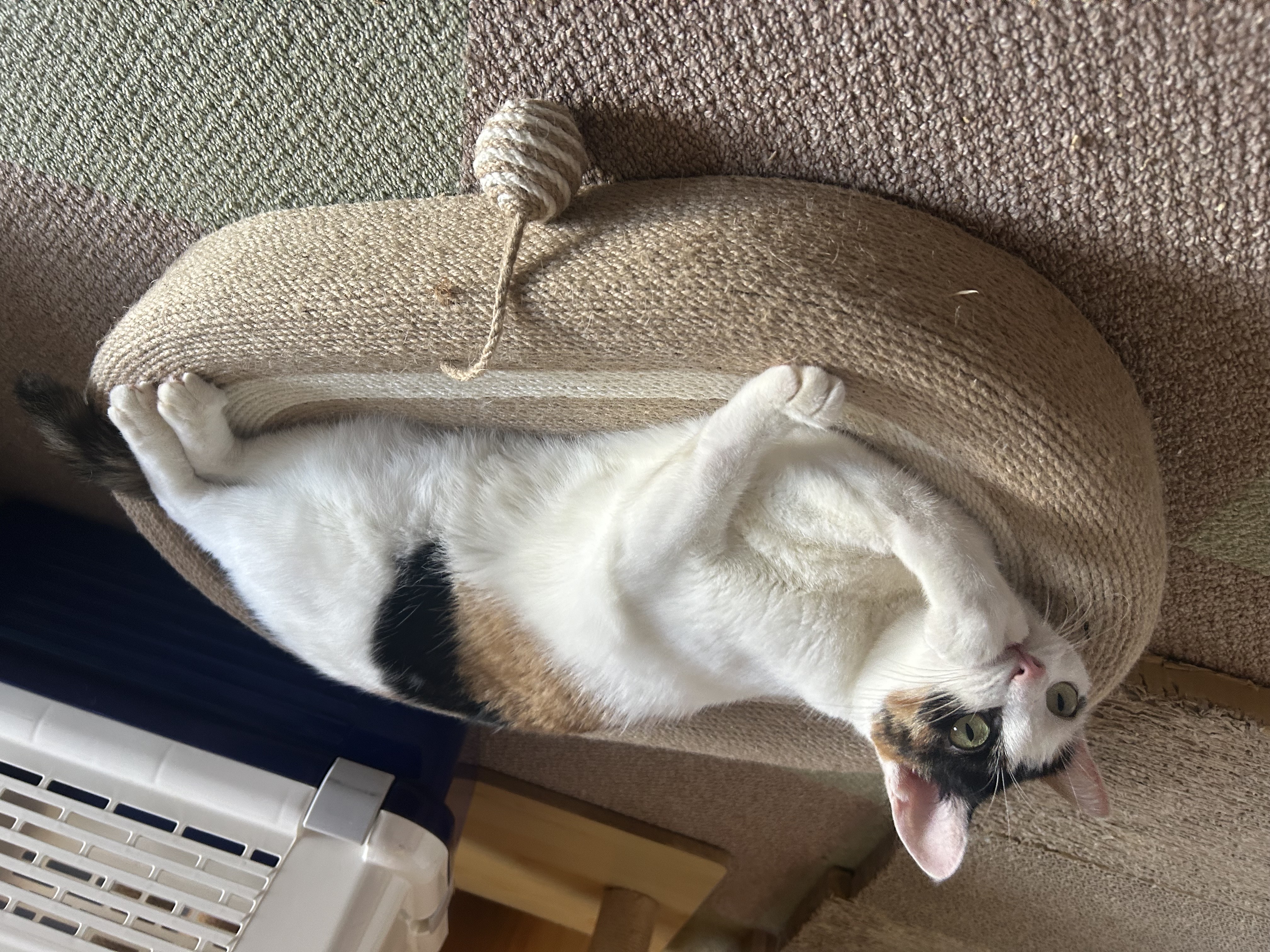 春節假期長達9天，飼主帶毛孩至合法的動物醫院及寵物業者就診及寄宿，請提前聯繫確認營業時間與服務內容，避免撲空。（讀者提供）