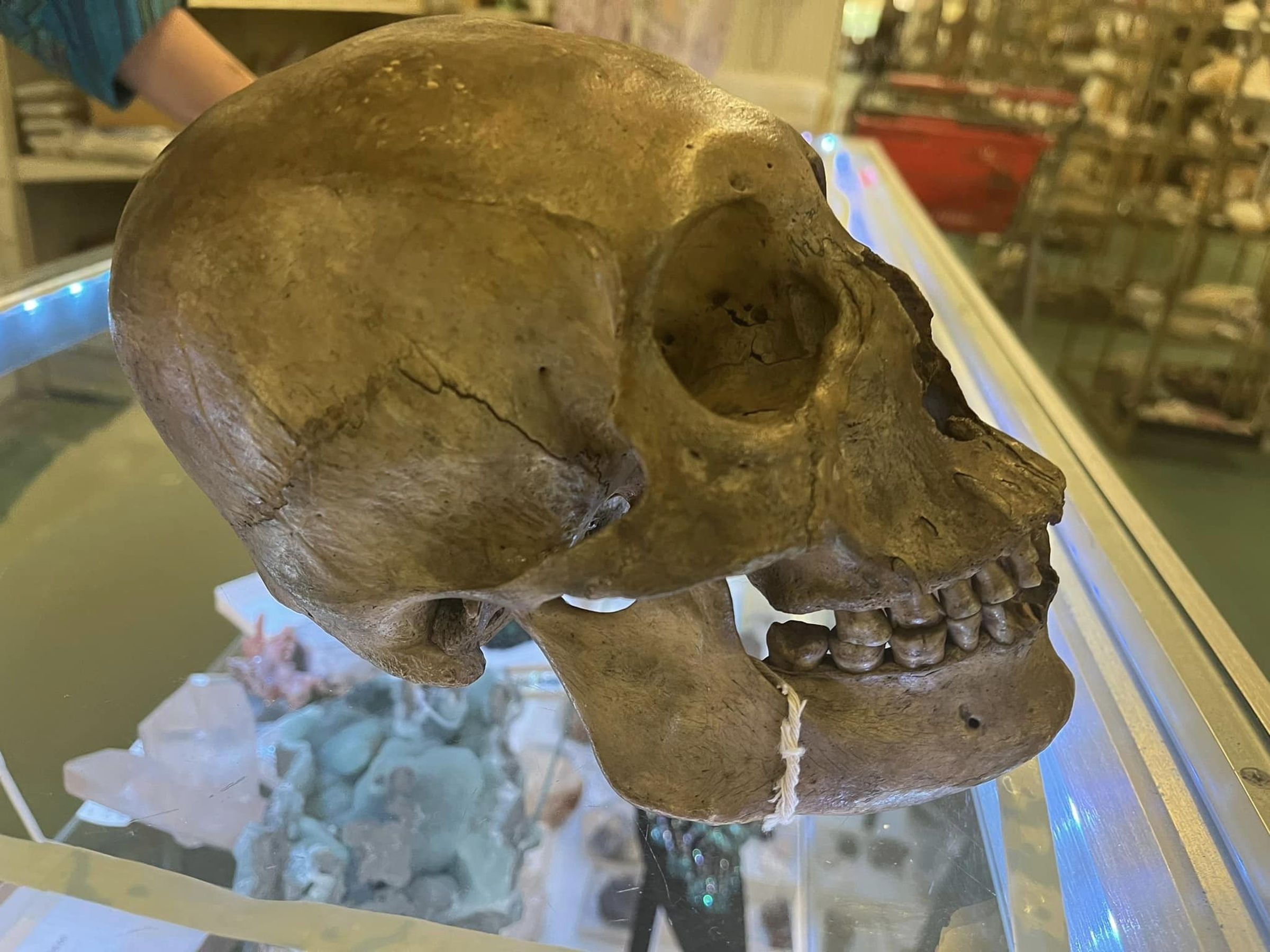 美國一名人類學家在二手雜貨店,竟翻到一顆真的人類頭骨。(翻攝自臉書Lee County Sheriff's Office(Sheriff Carmine Marceno))